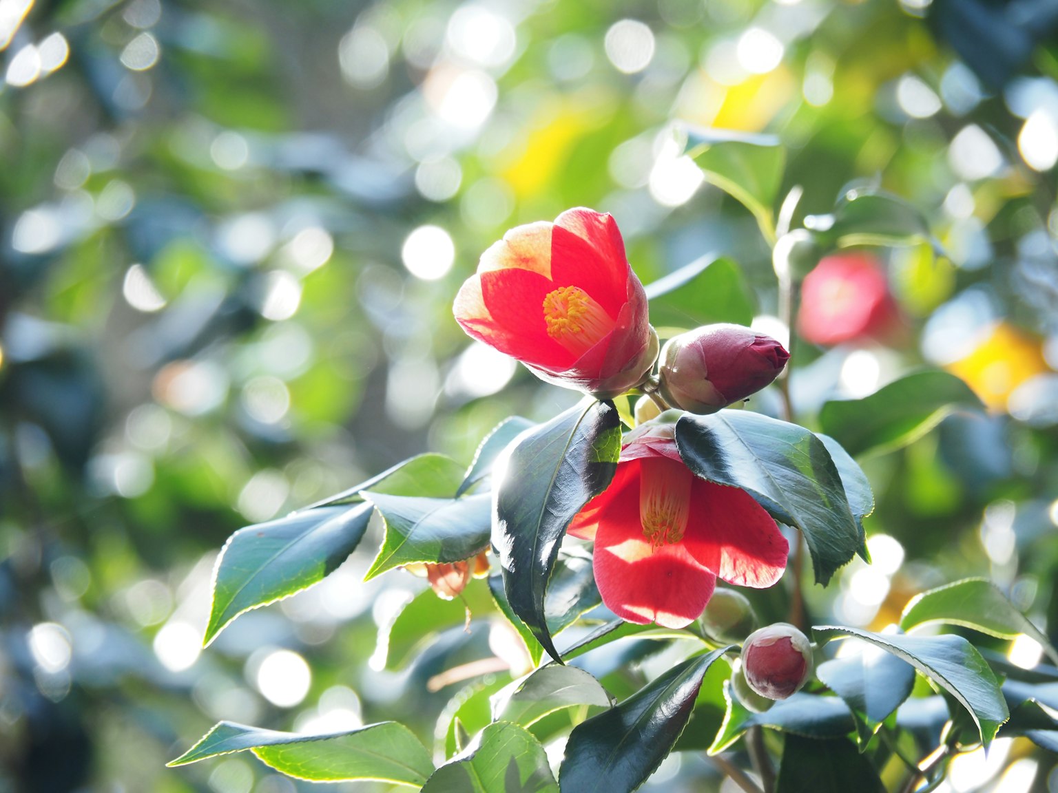 Bunga camelia merah dengan daun hijau cerah di latar belakang buram