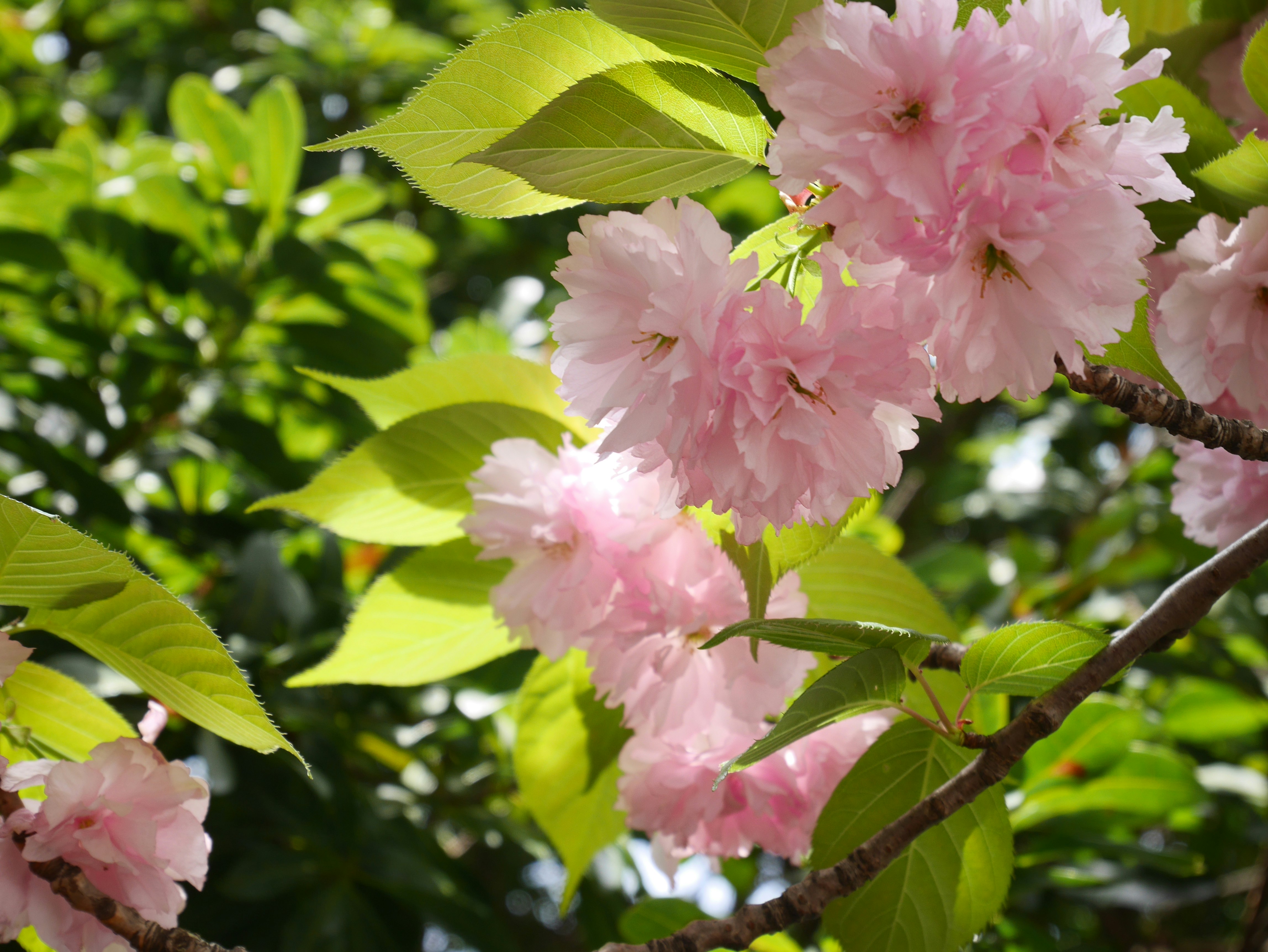 桜のような淡いピンクの花が枝に咲く庭のクローズアップ