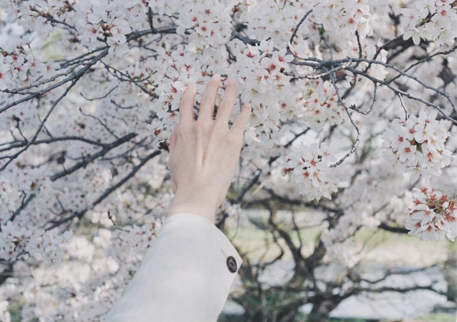 มือที่ยื่นไปสัมผัสดอกซากุระ