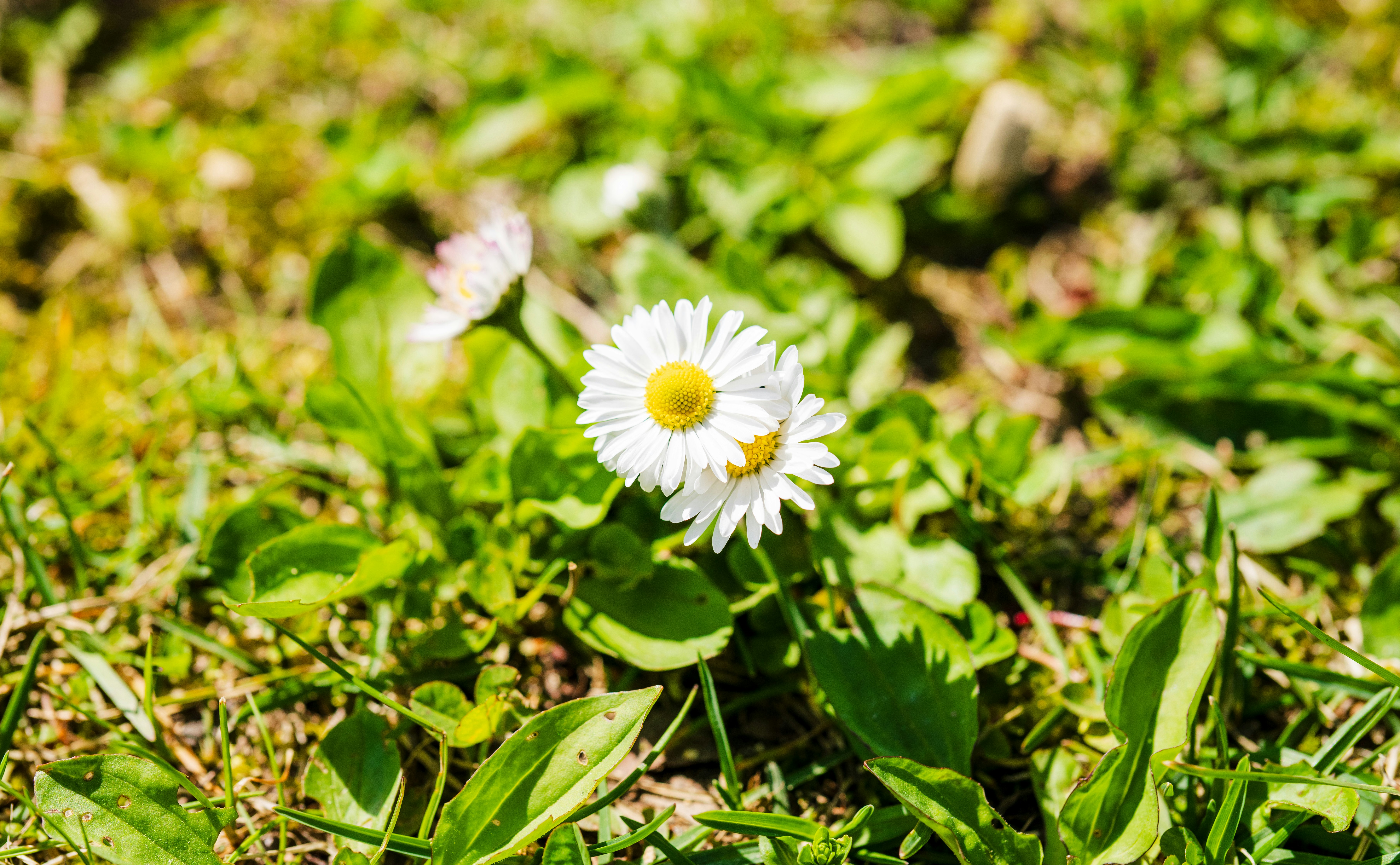 芝生の上に咲く白い小さなデイジーの花
