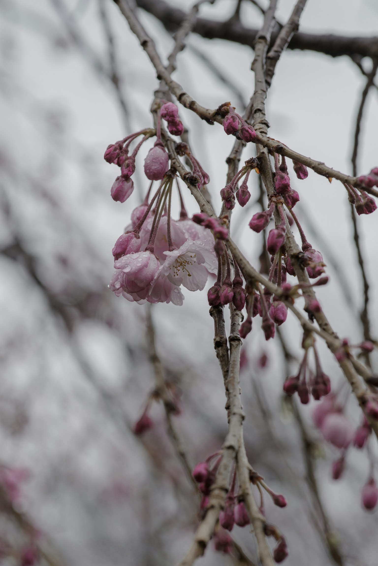 Close-up of cherry blossom branches with pale pink flowers