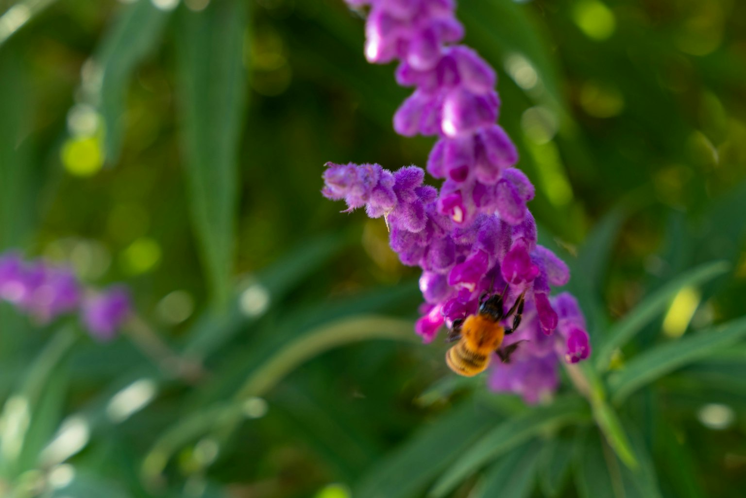 Nahaufnahme einer lila Blume mit einer Biene, die Nektar sammelt