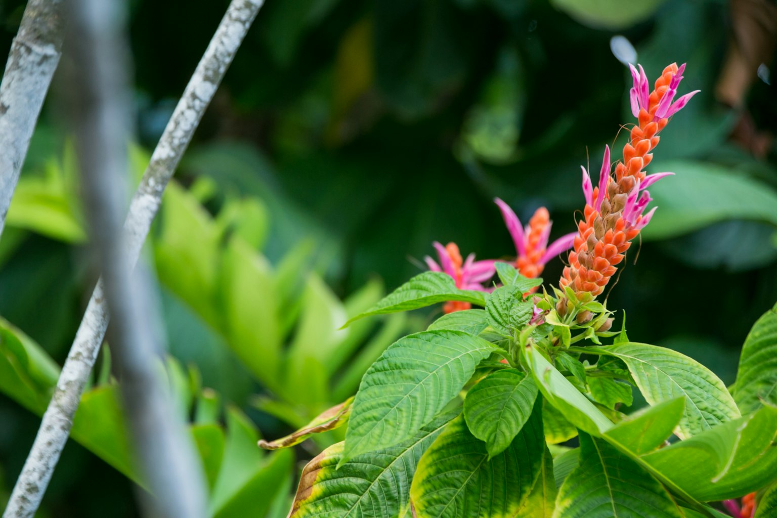 Primo piano di una pianta con fiori rosa vivaci tra foglie verdi