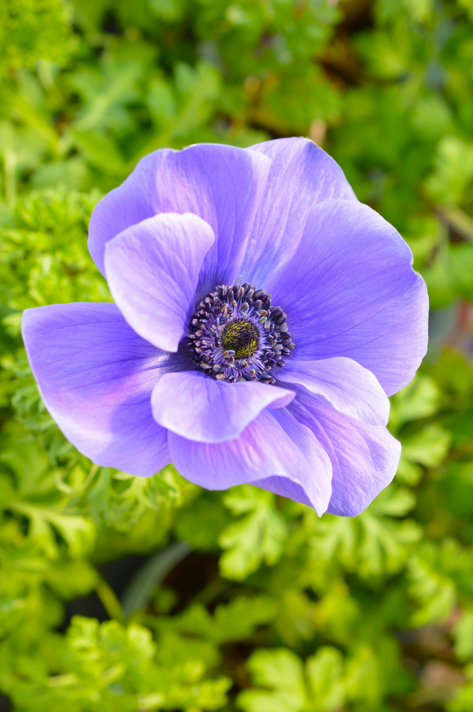 Hoa anemone màu tím được bao quanh bởi lá xanh