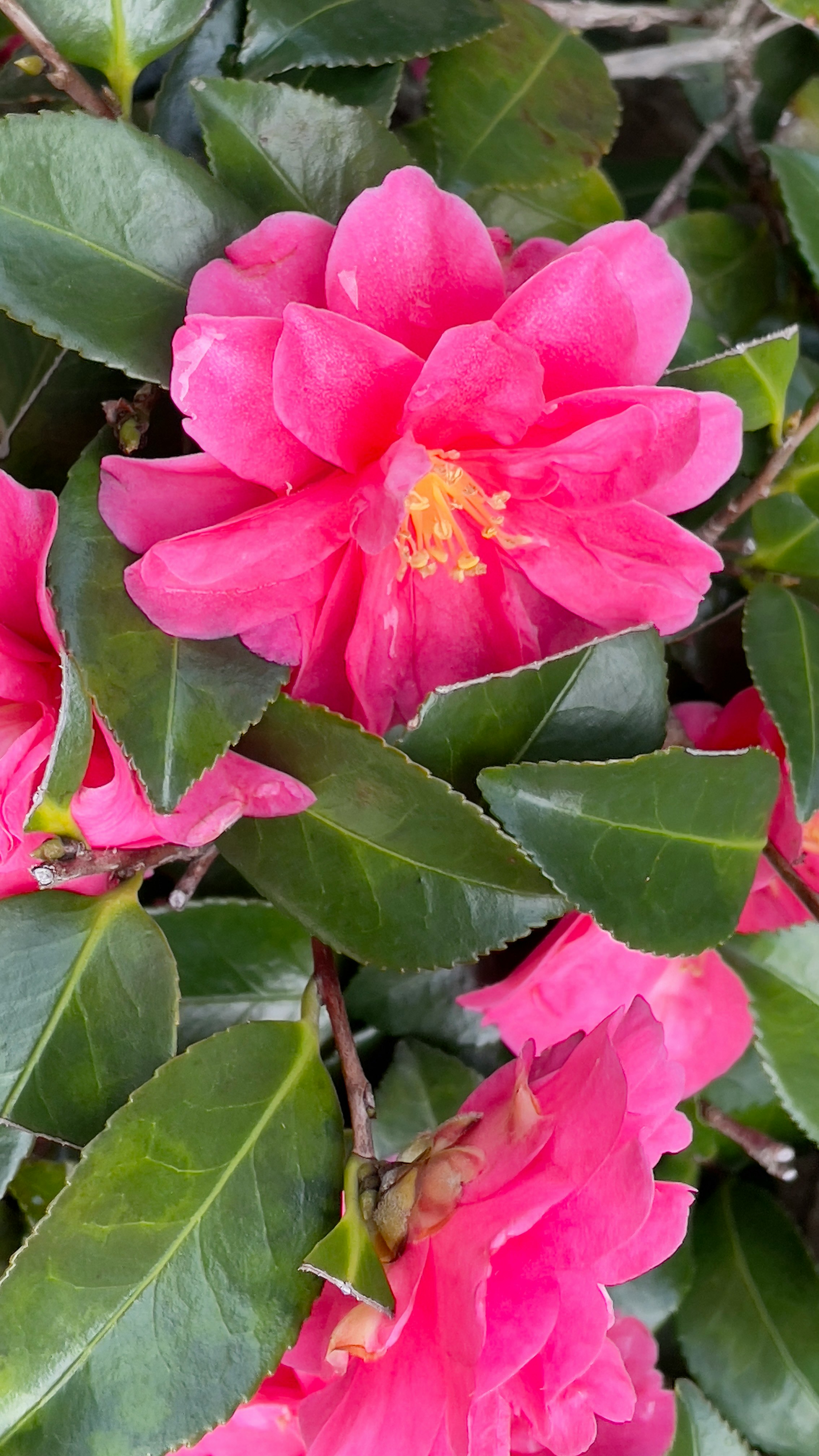 サザンカの花と茶梅のピンクの花びらが咲く枝先