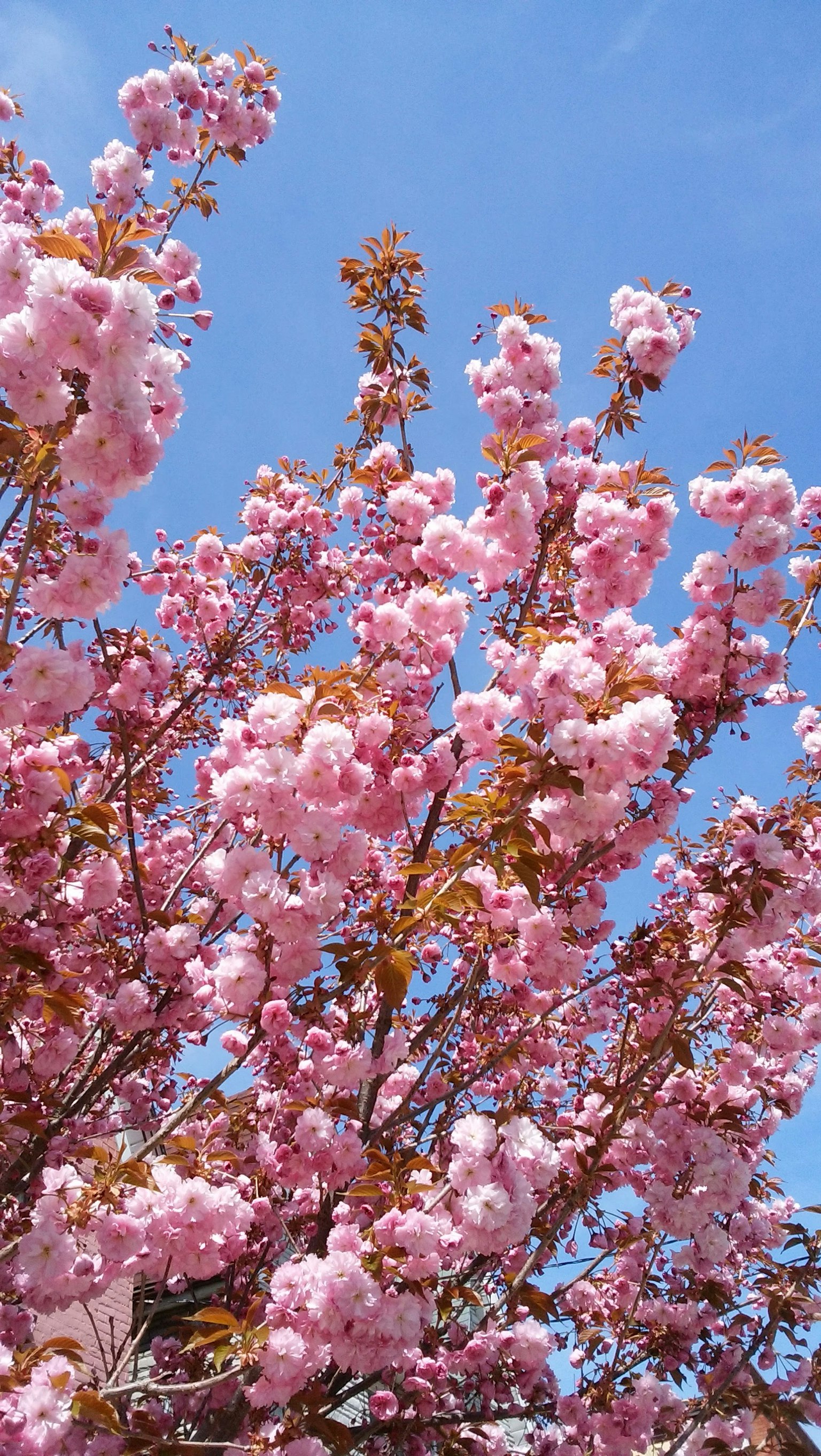 Fiori di ciliegio rosa che fioriscono sotto un cielo blu