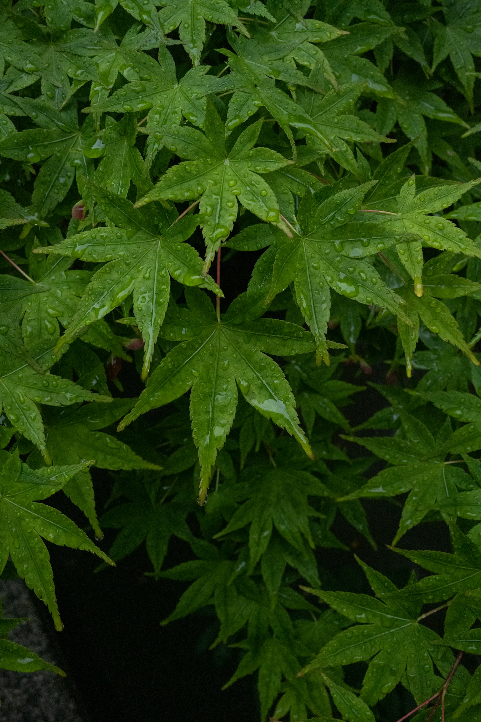 密集的绿叶枫树植物