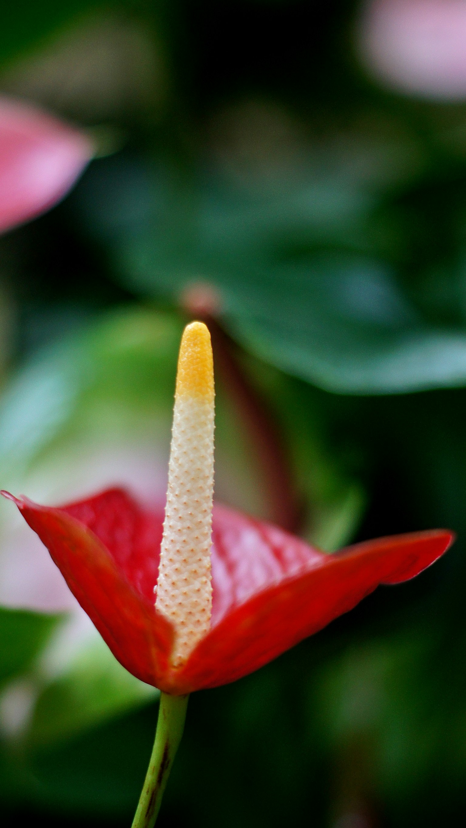 Primer plano de una flor de Anthurium roja con espádice amarillo