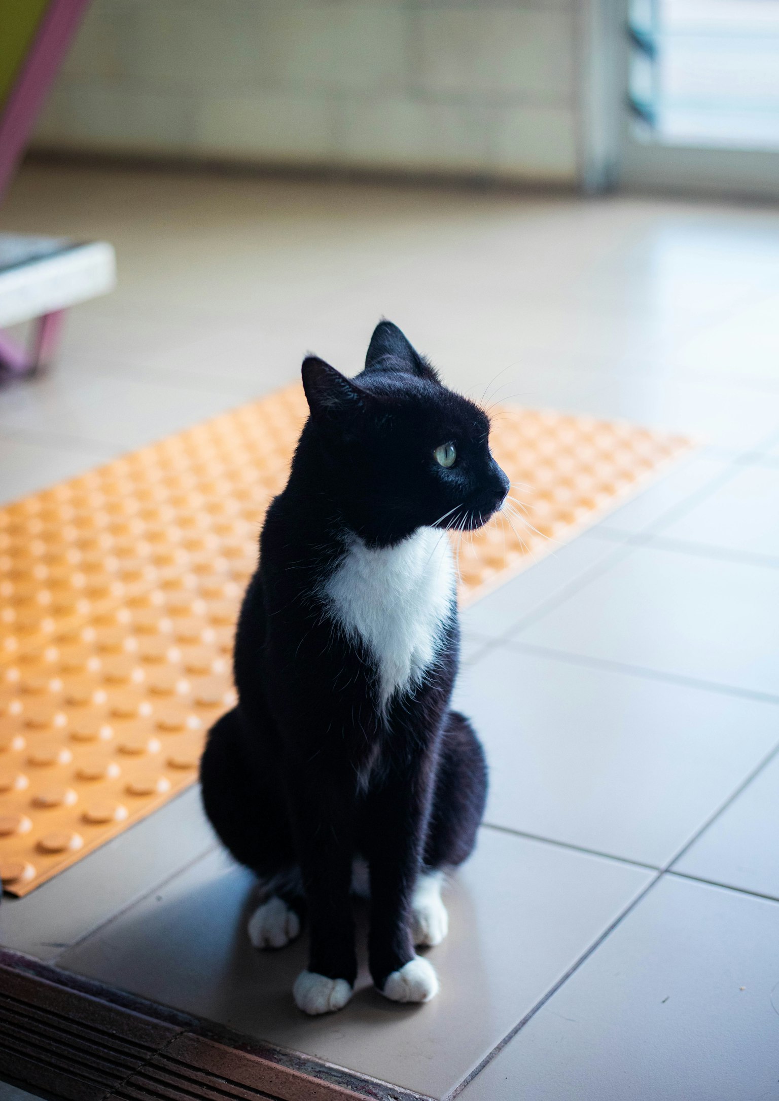 Un gatto bianco e nero seduto all'interno su un pavimento piastrellato