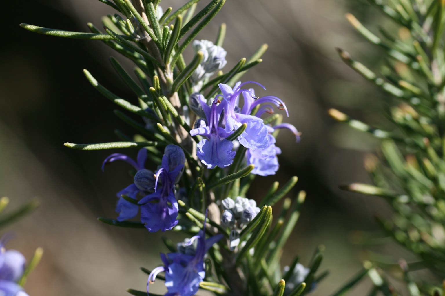 Zweig von Rosmarin mit blühenden lila Blumen