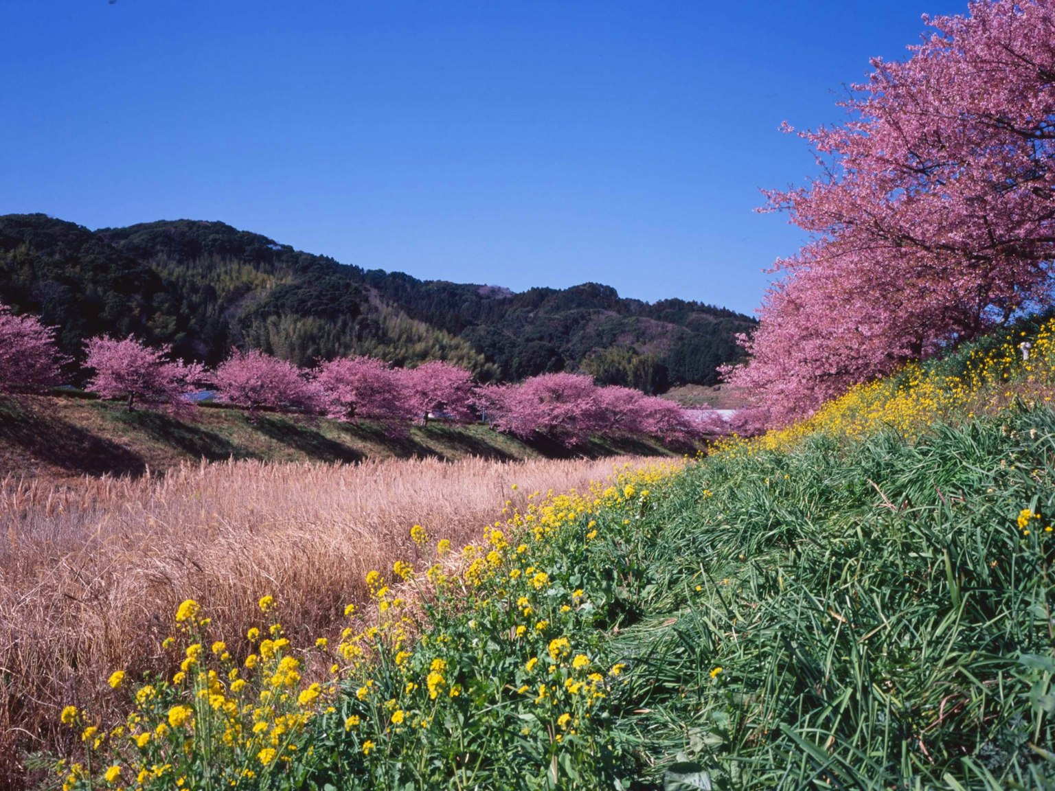 Frühlingslandschaft mit Kirschblüten und Rapsblüten unter blauem Himmel