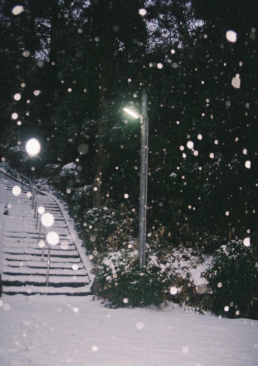 雪の降る並木道の小径