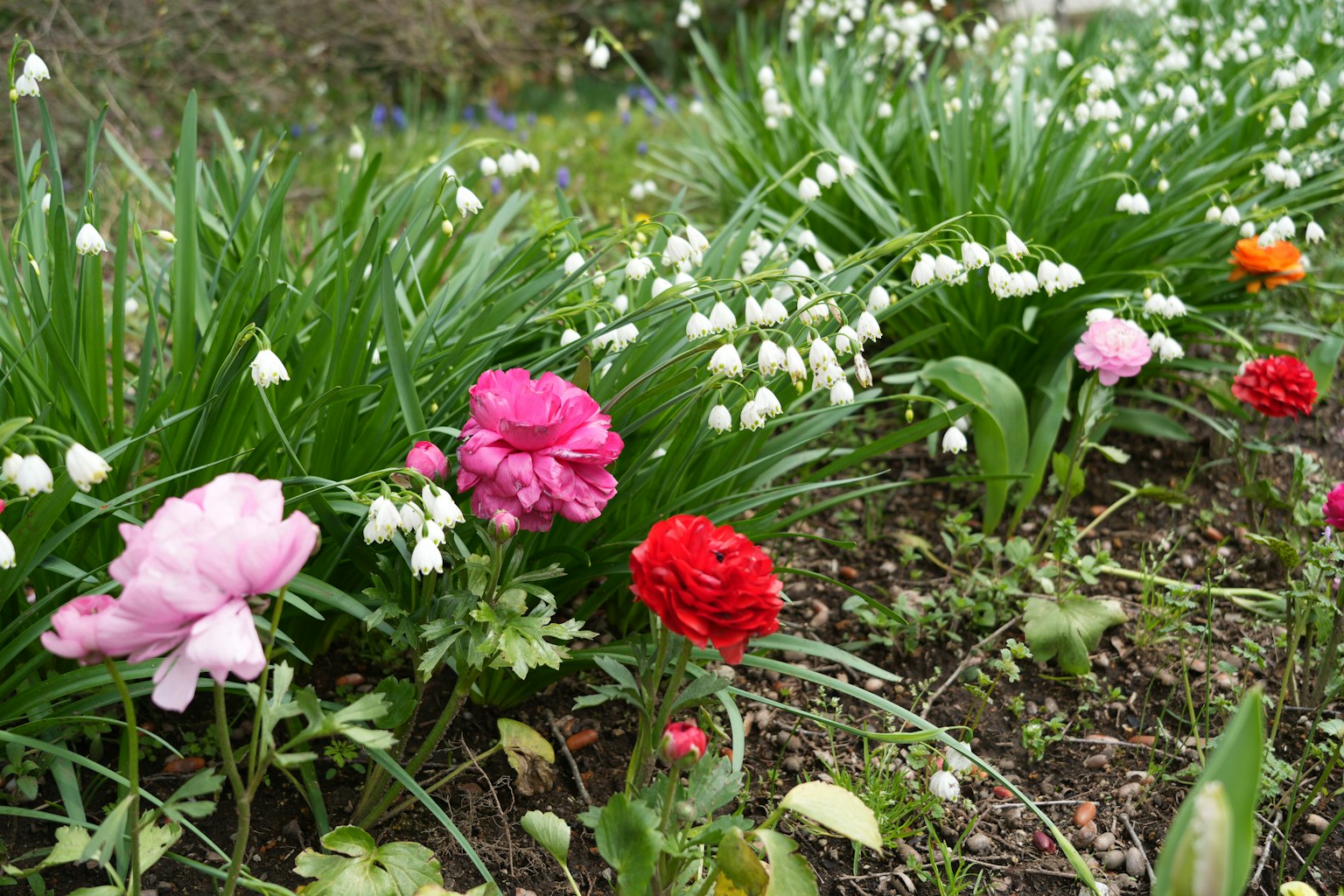 Eine Gartenszene mit bunten Blumen rosa und roten Blüten neben weißen Schneeglöckchen