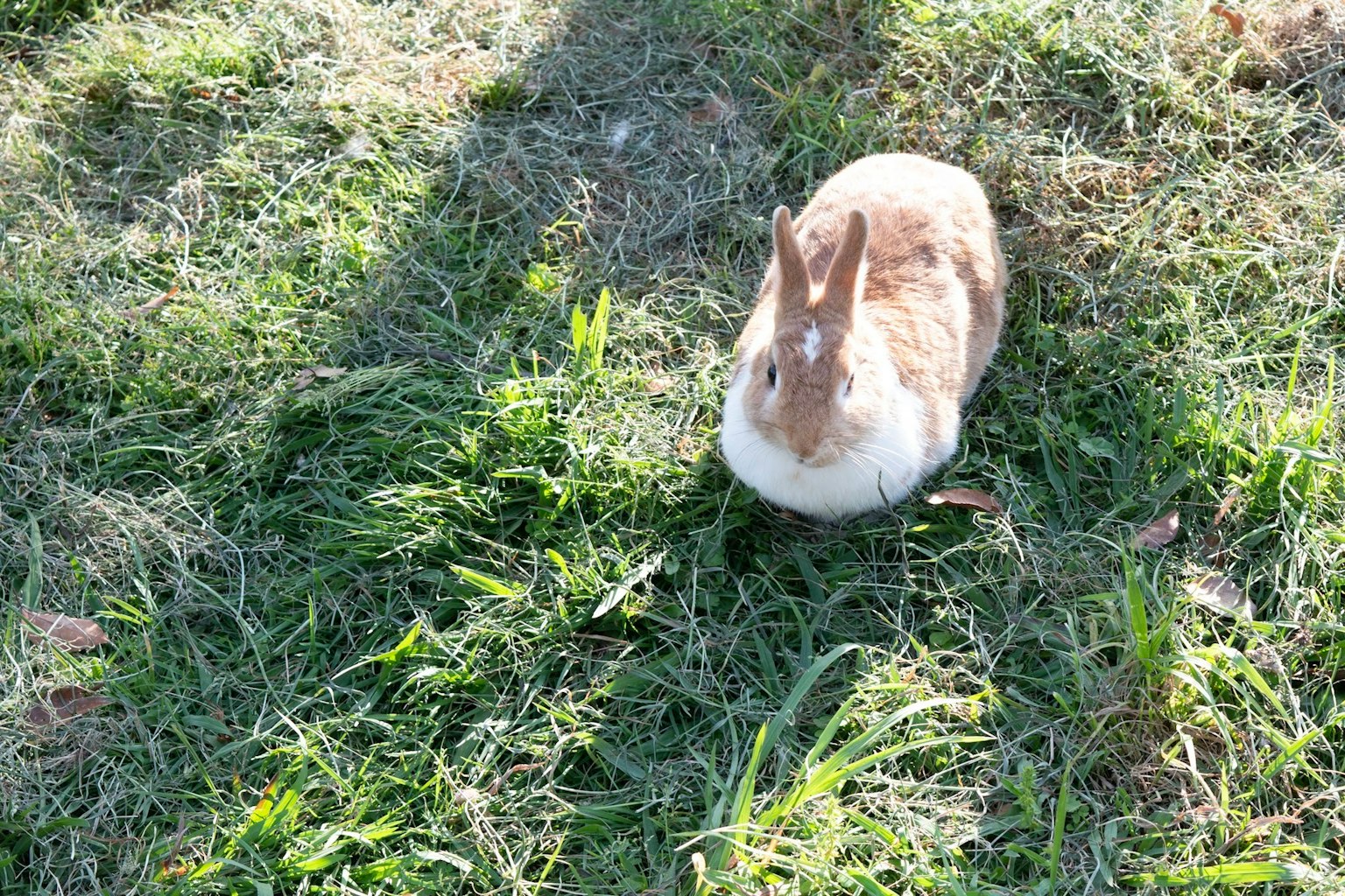 Brauner und weißer Hase auf Gras