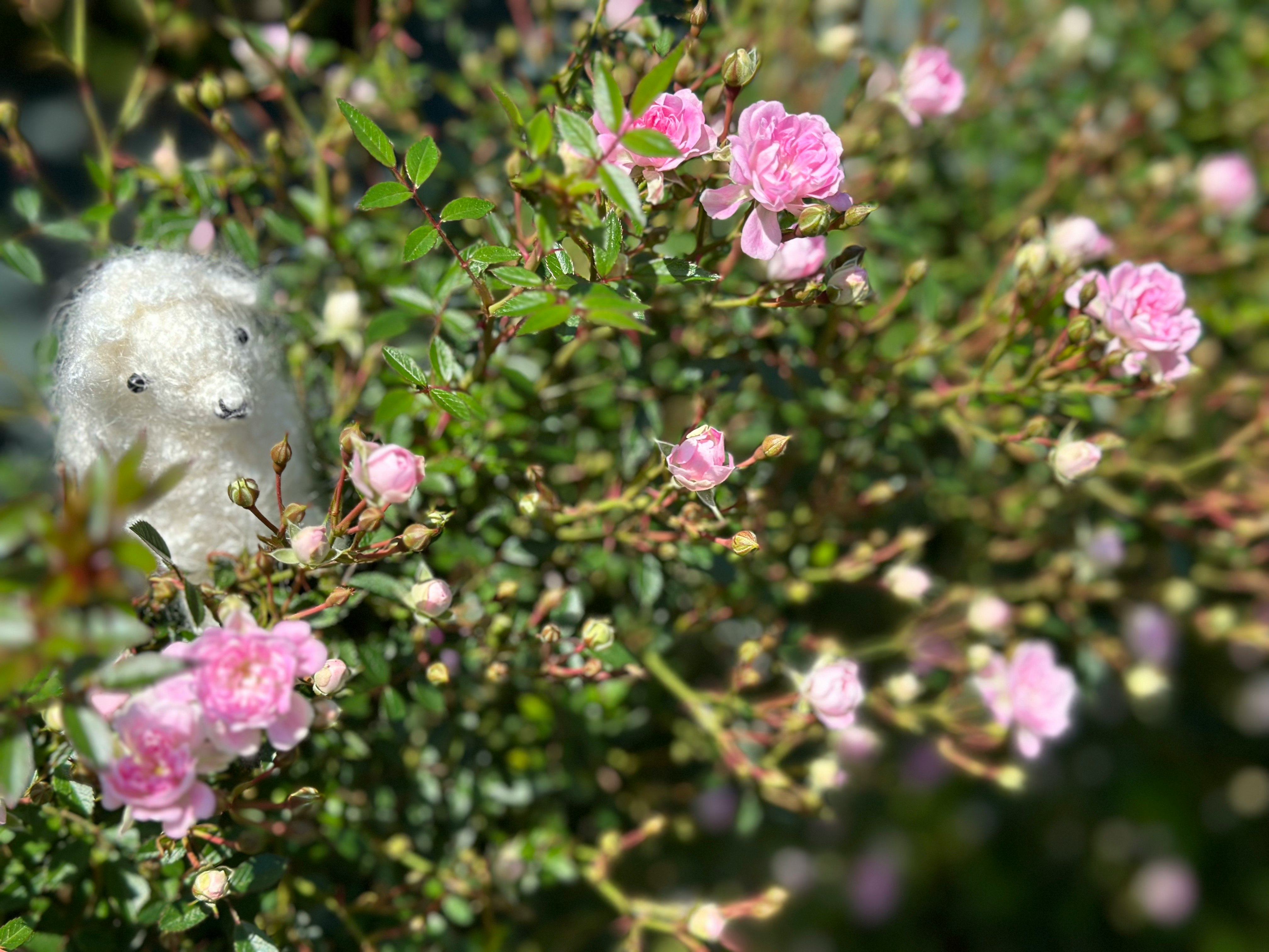 ピンクのバラが咲くあみぐるみのぬいぐるみと花畑のような背景
