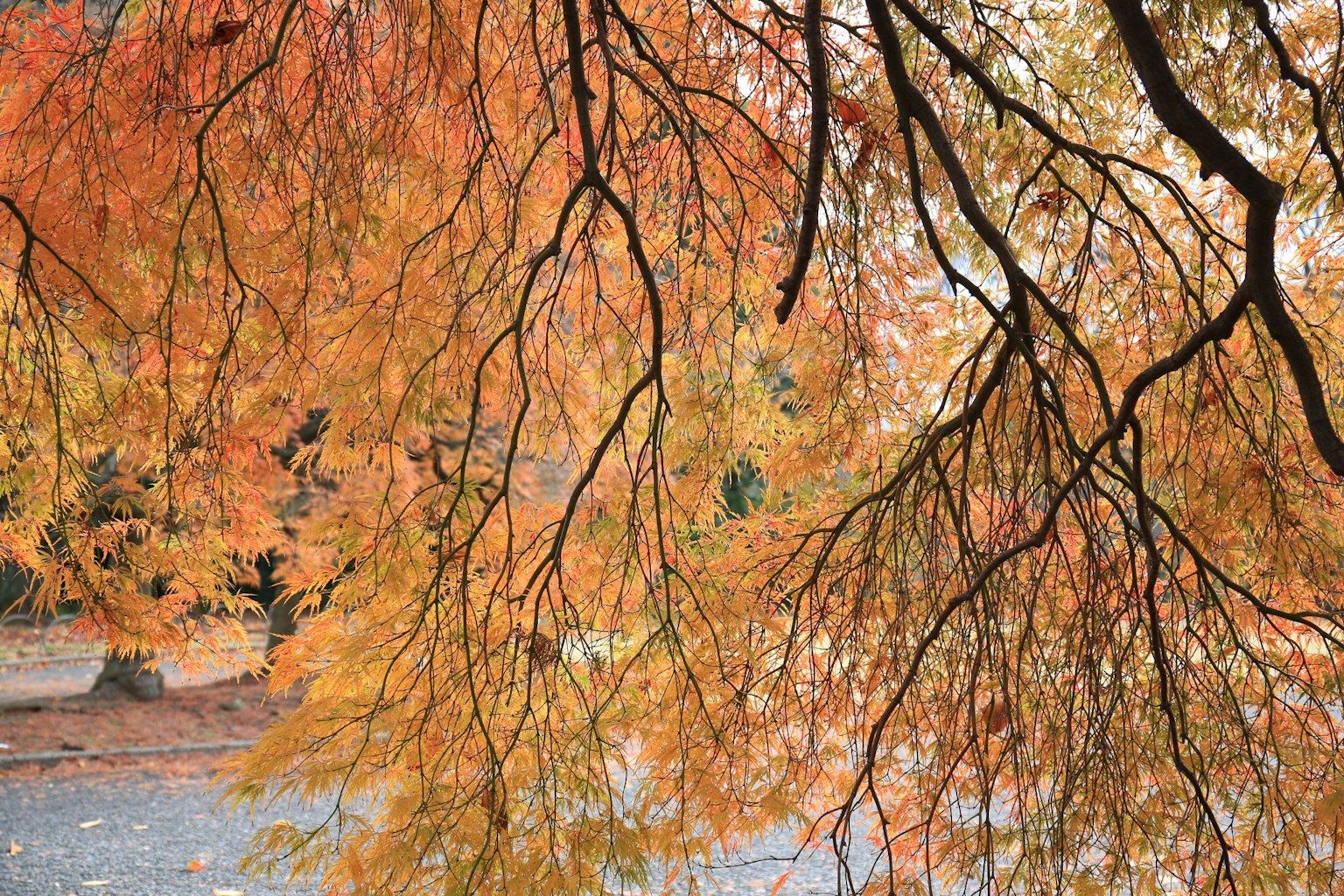 Una vista pittoresca di fogliame autunnale con foglie arancioni e gialle vivaci