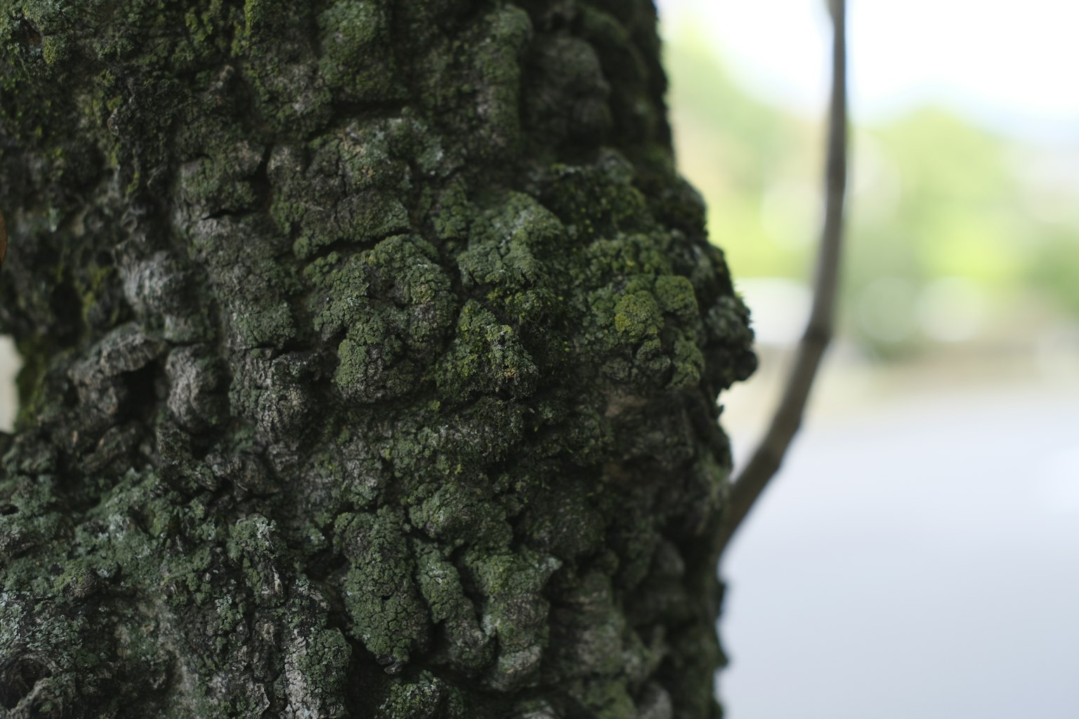 Detailed texture of a tree trunk with moss