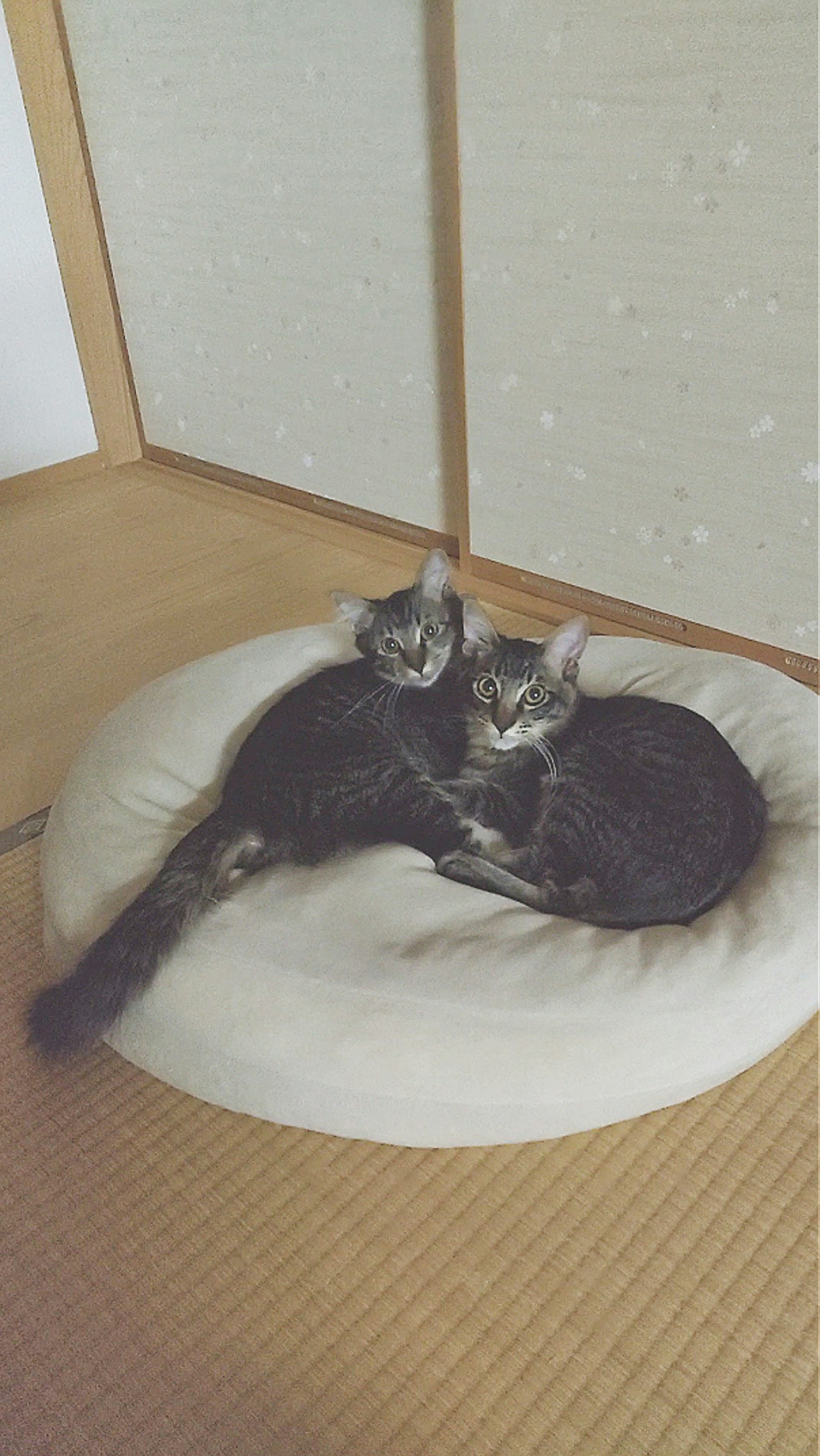 和室の丸いクッションで寄り添うきょうだい猫