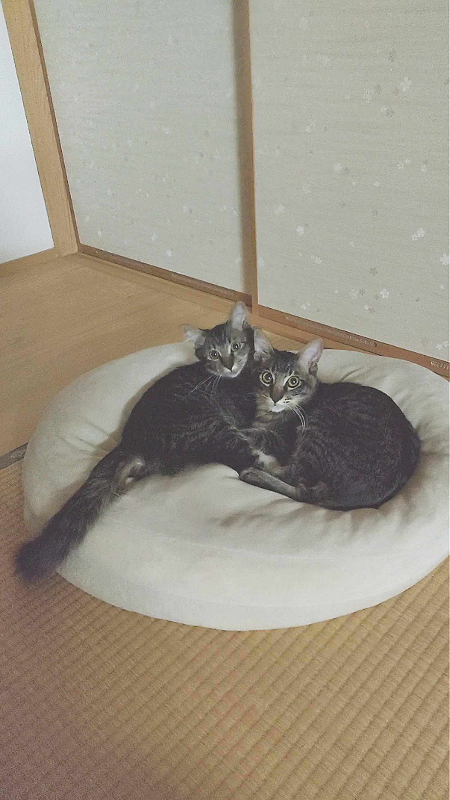 两只猫在一个柔软的垫子上依偎在一起
