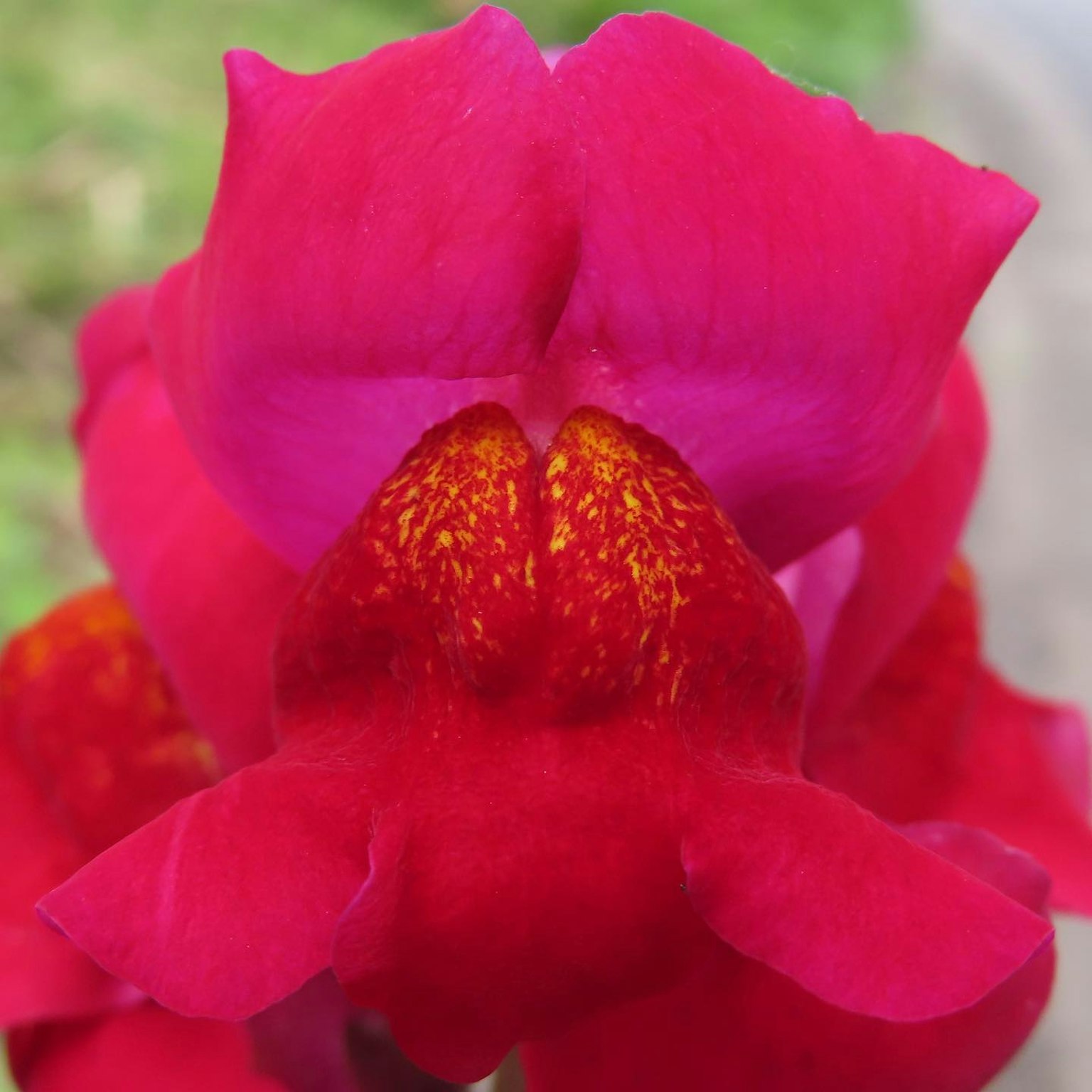 Cận cảnh hoa lan với cánh hoa đỏ tươi và đốm vàng