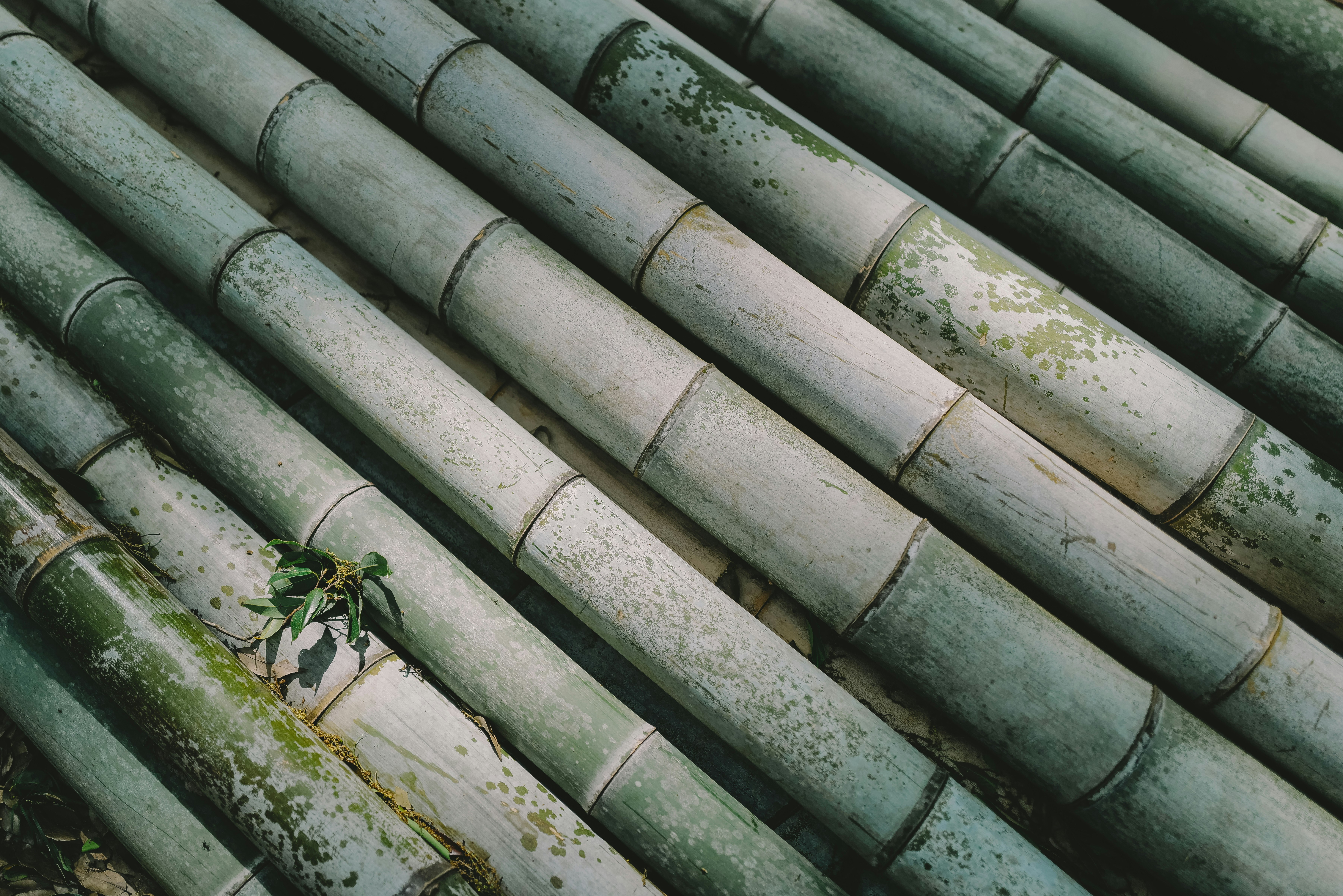 pequeñas plantas creciendo a lo largo de tejas de bambú