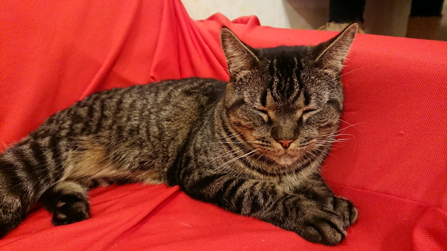 躺在红色布料上的虎斑猫