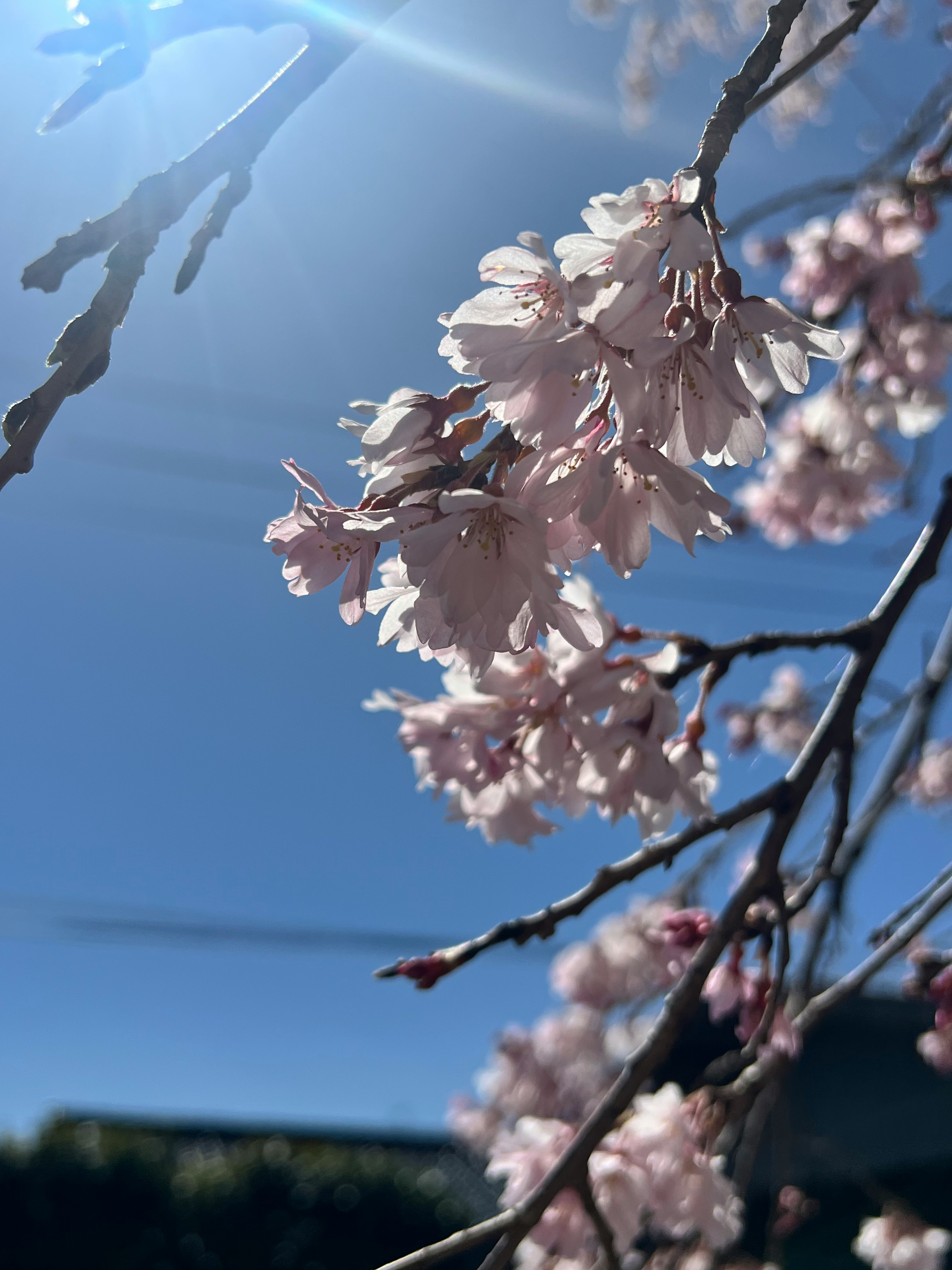 青空に咲くしだれ桜の花枝