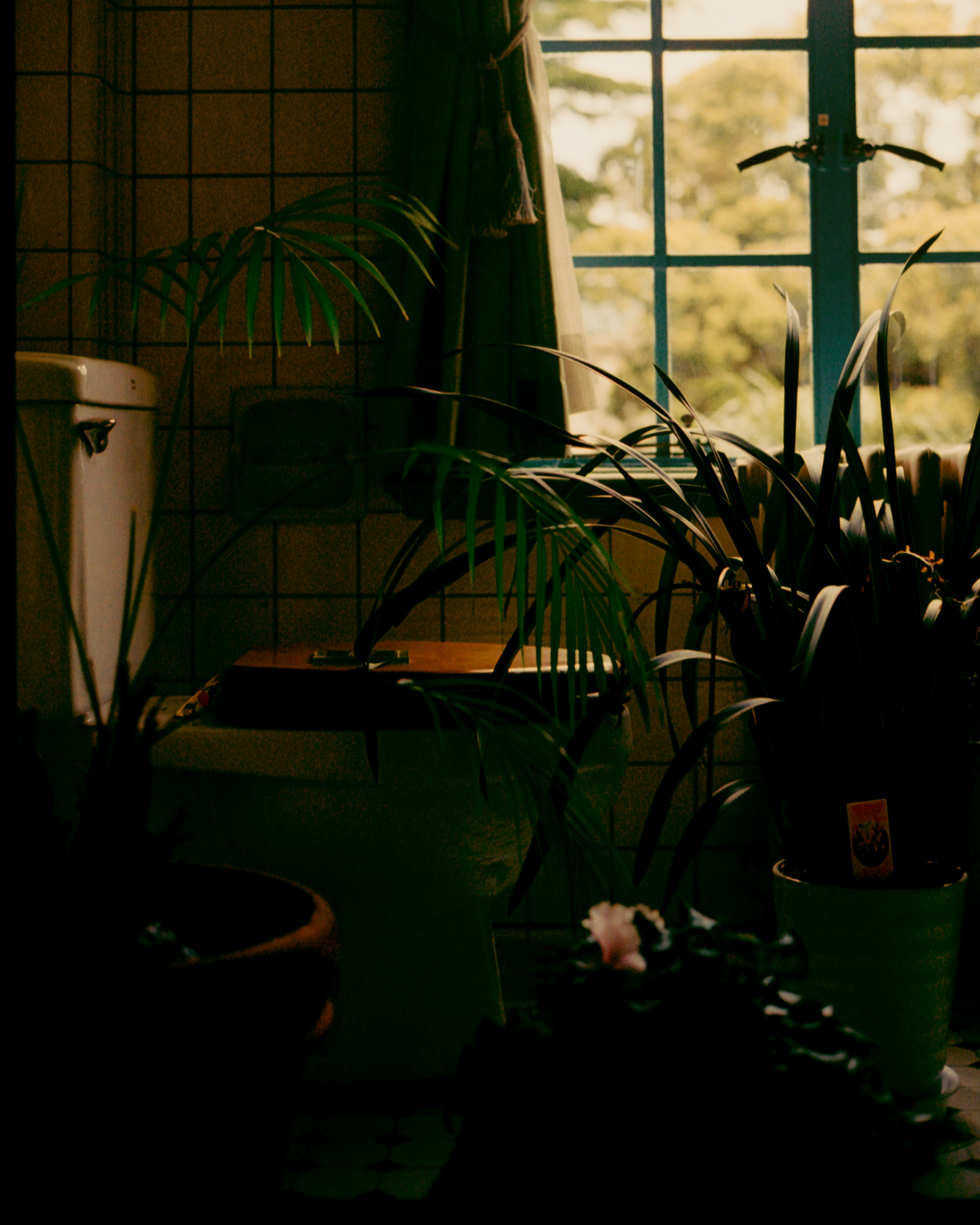 plantas en maceta junto a una ventana en una habitación interior tranquila