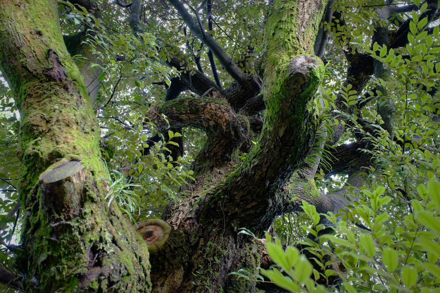 Fusto di albero spesso e rami in una foresta lussureggiante