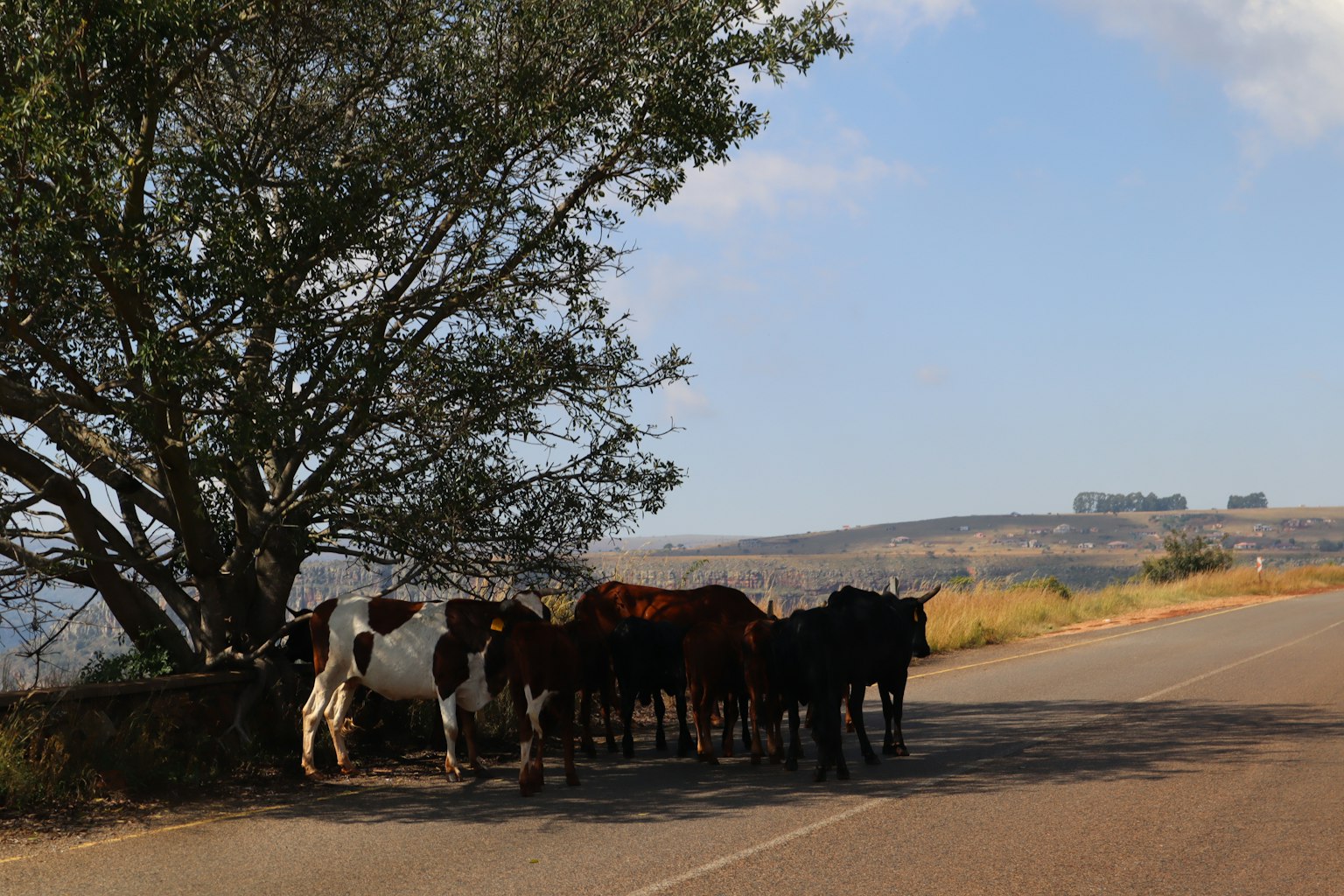 Rebaño de vacas reunidas cerca de un árbol al borde de la carretera