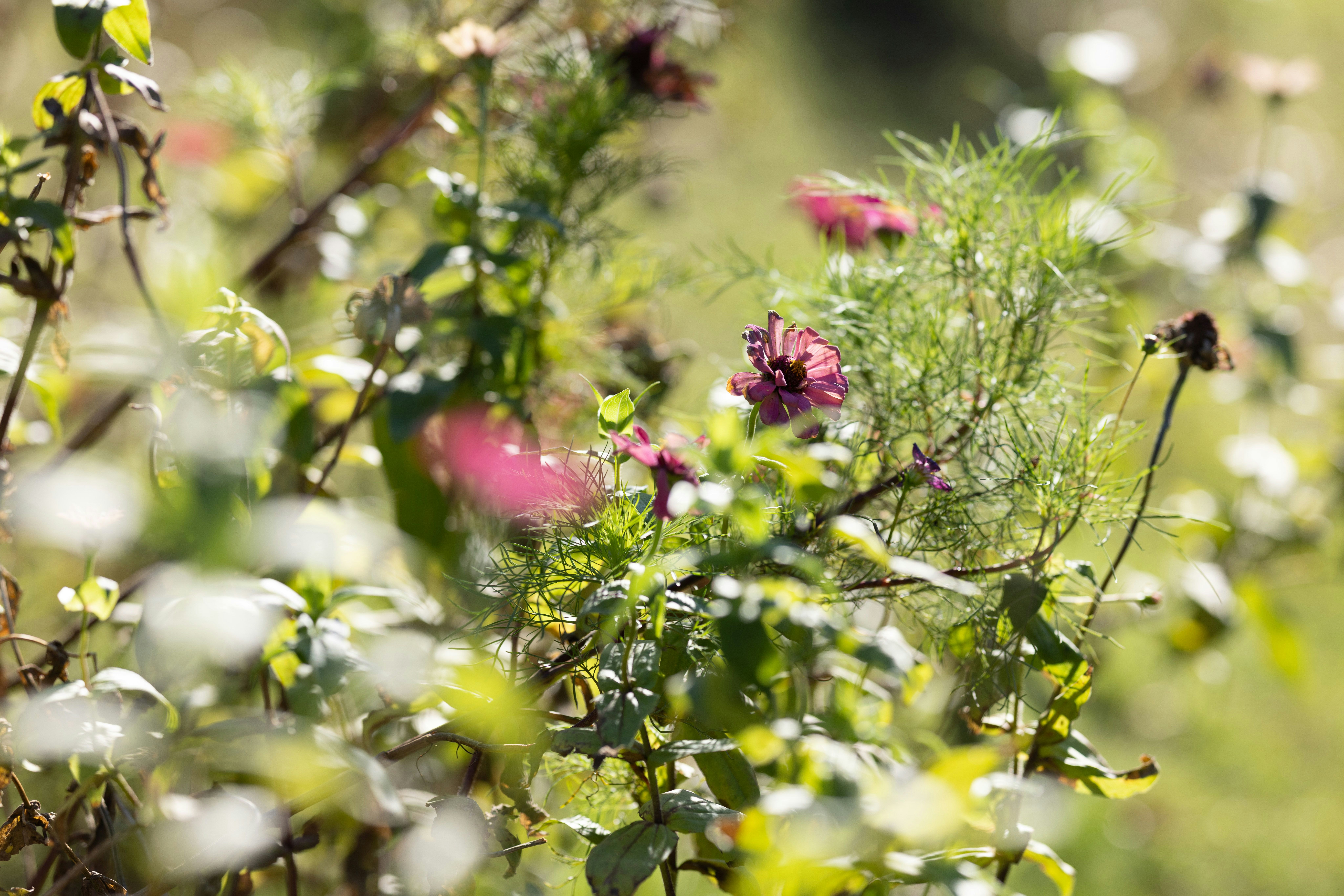 花と新緑の小さな花々が咲く草地の風景