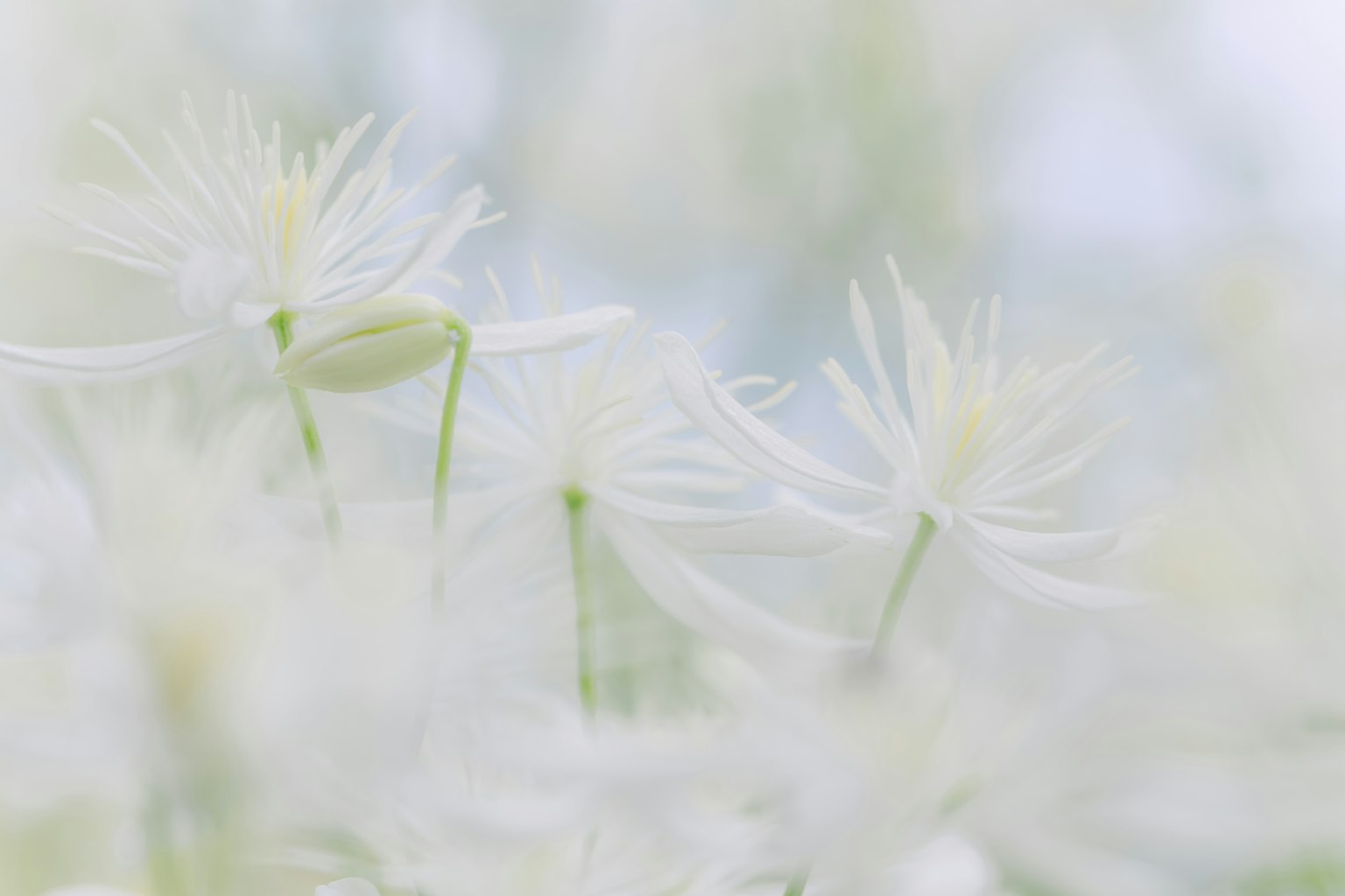 ดอกไม้สีขาวนุ่มนวลเบลอในพื้นหลัง