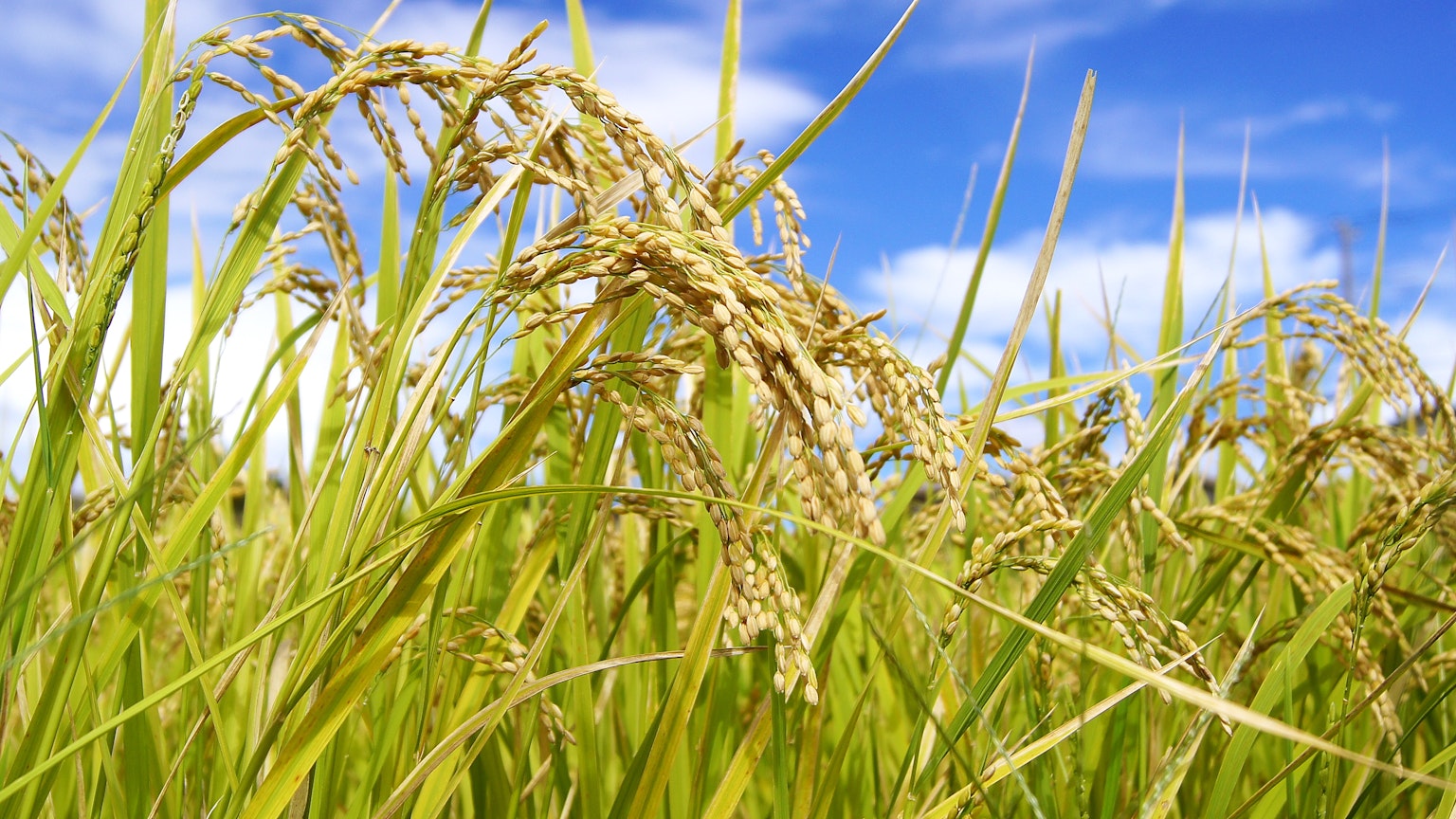 Golden rice plants swaying under a blue sky