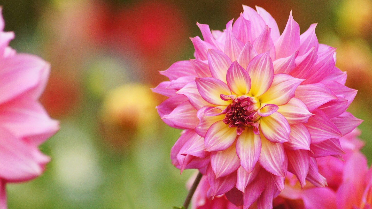 Lebendige rosa Dahlienblüte mit anderen Blumen im Hintergrund