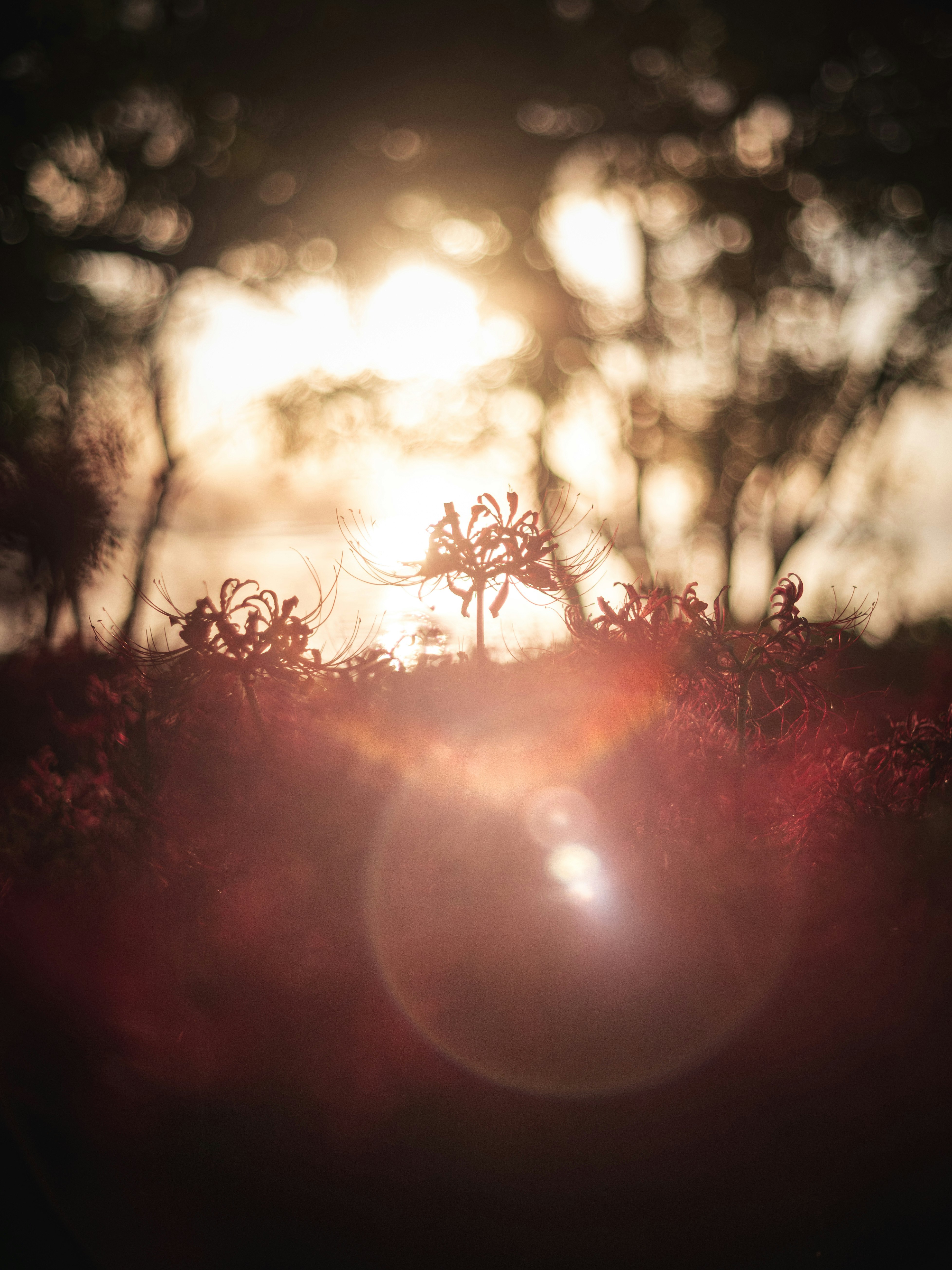 plantas en silueta iluminadas por un atardecer