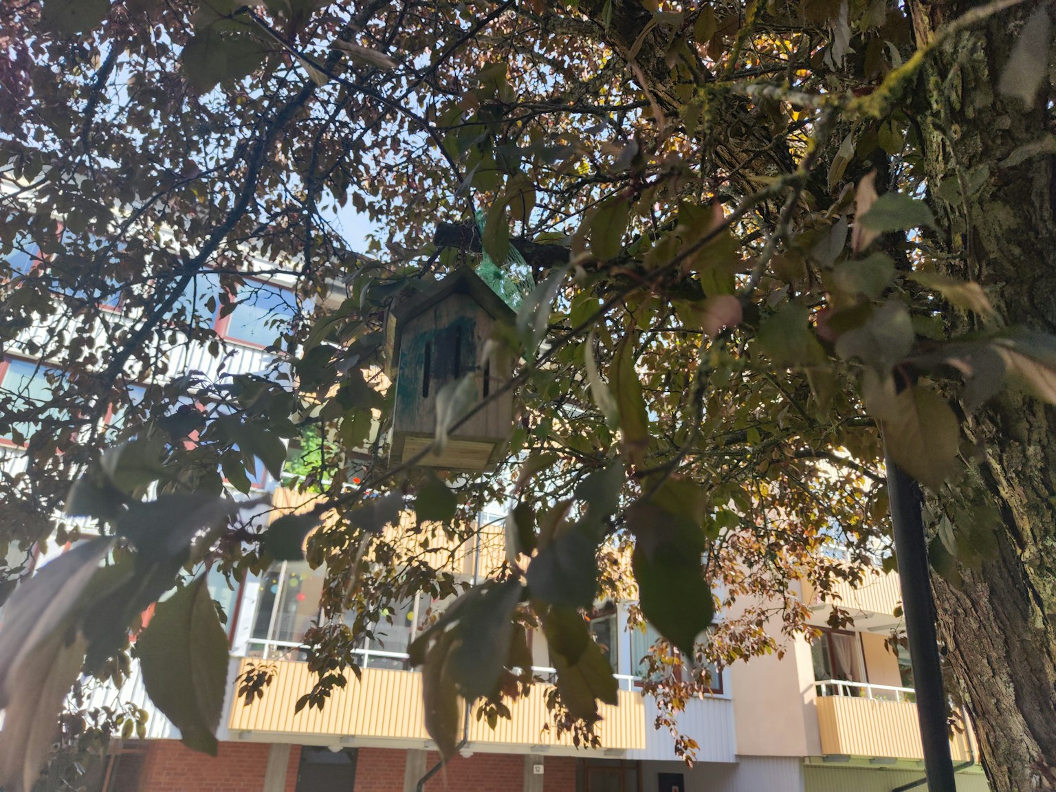 Casetta per uccelli nascosta tra le foglie di un albero con un edificio sullo sfondo