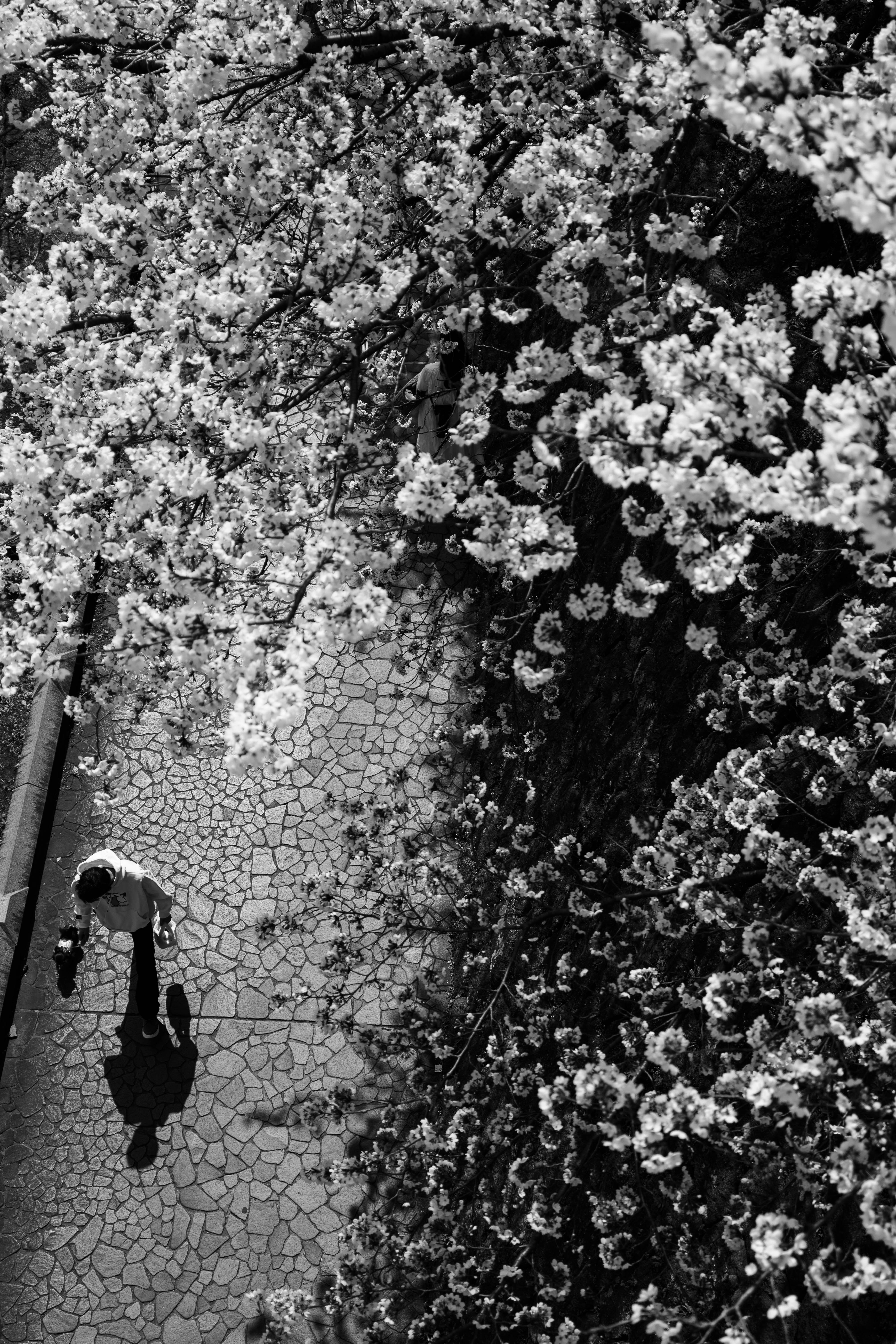 桜並木の下を歩く人と石畳の小道