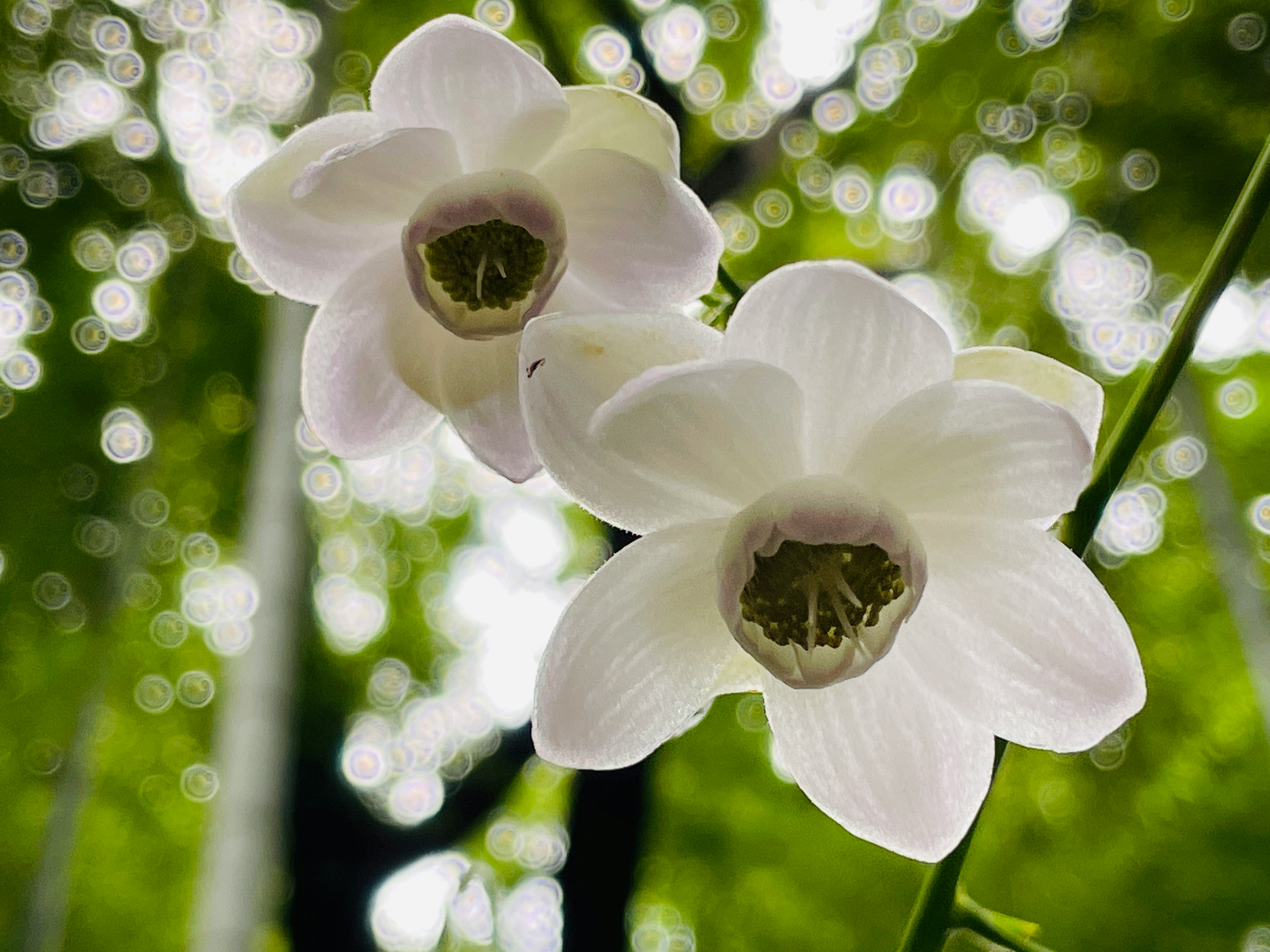 Primer plano de flores blancas sobre un fondo verde desenfocado