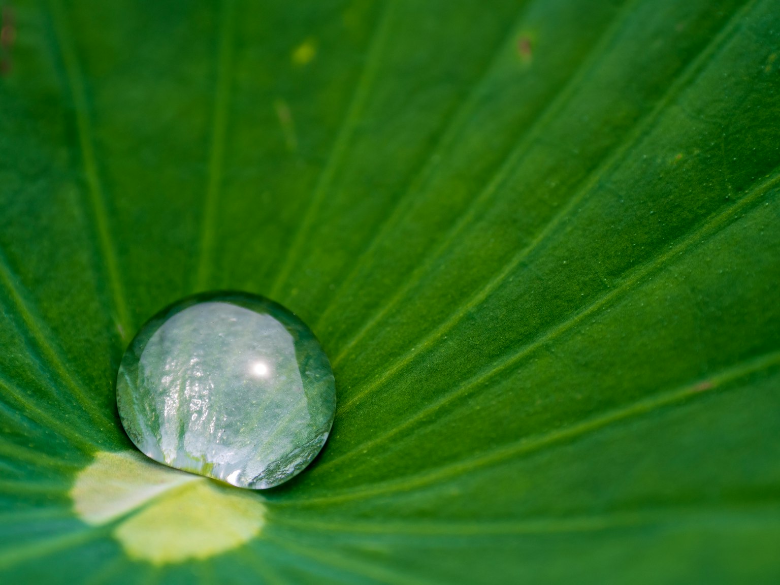 Primer plano de una gota de agua sobre una hoja verde
