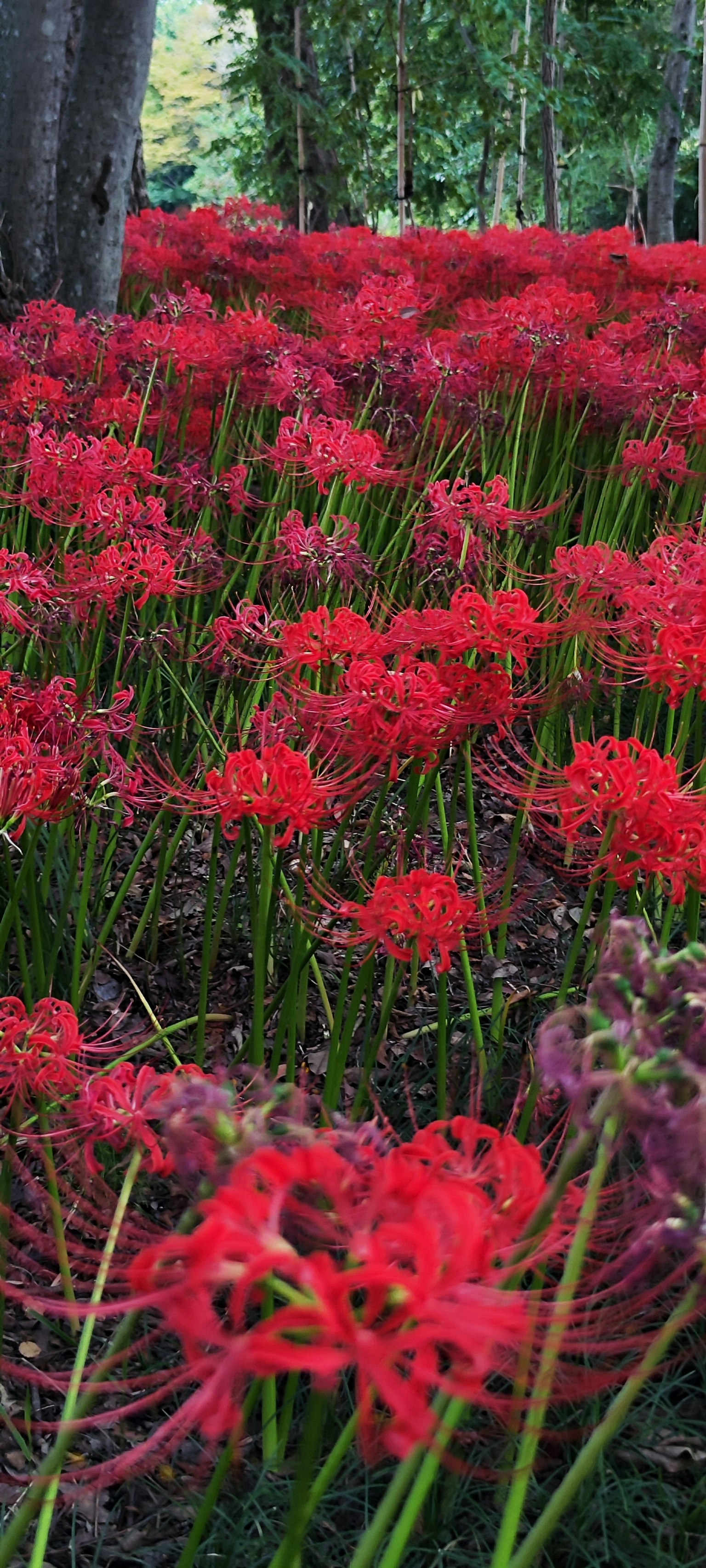Pemandangan indah bunga lily laba-laba merah