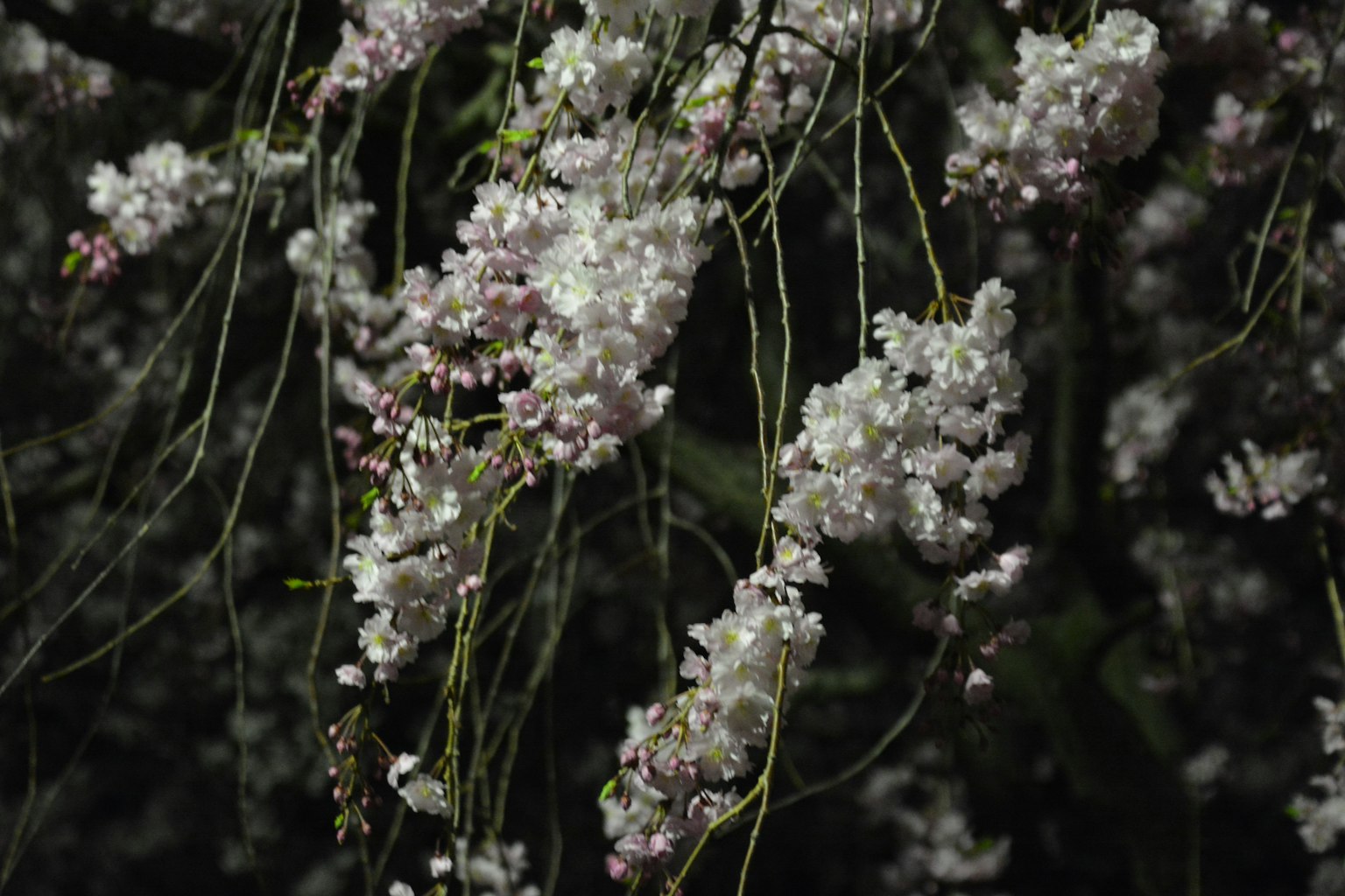 夜間懸掛的淡粉色花朵簇