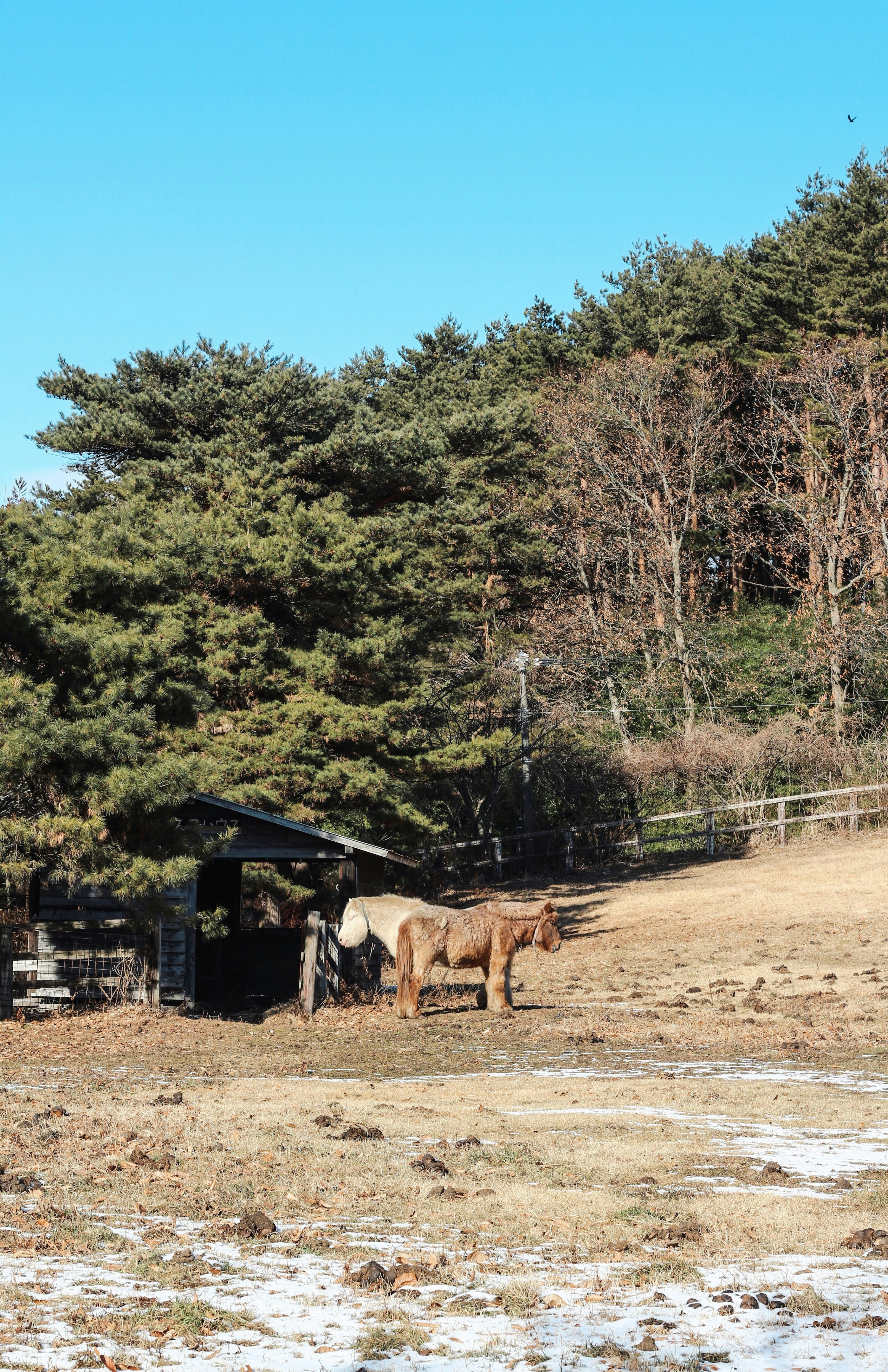 森の中の小屋と馬がいる牧草地