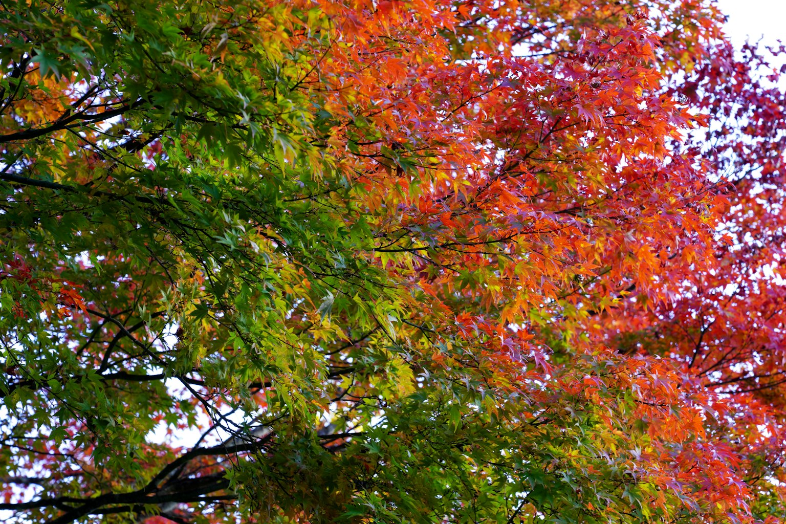 Close-up of tree foliage with vibrant red and orange leaves