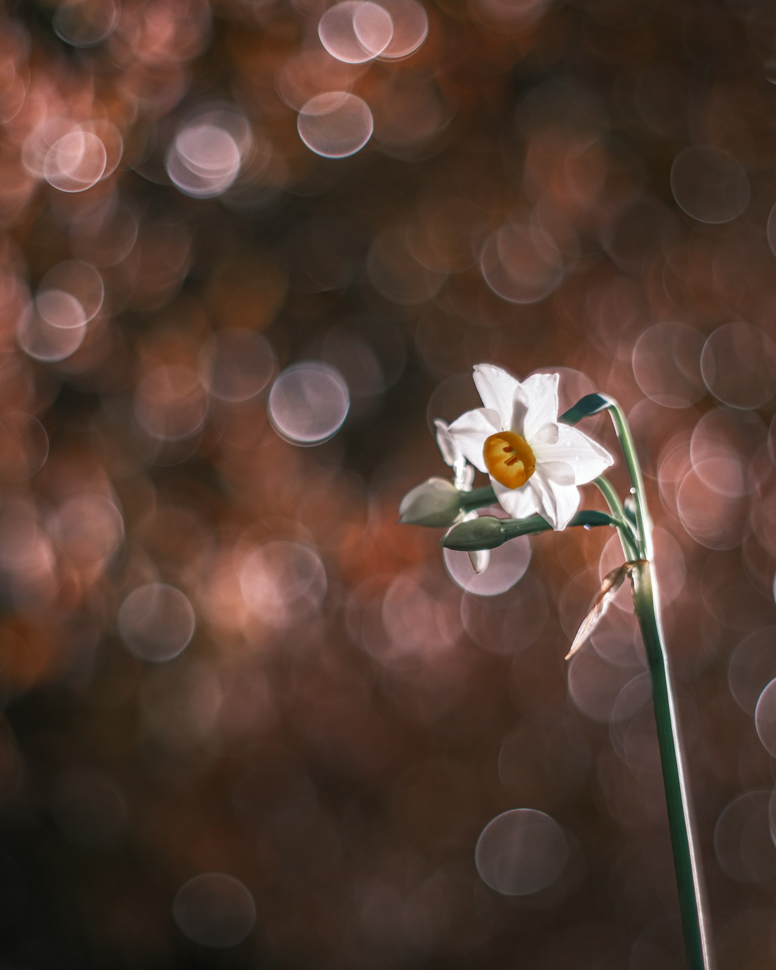 Une fleur blanche avec un arrière-plan flou de couleurs douces