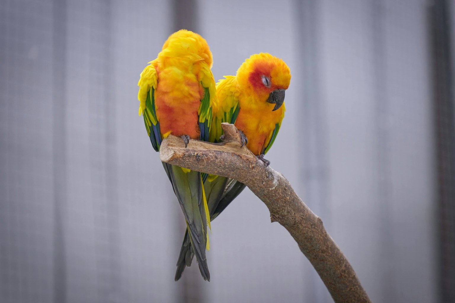Two colorful parrots perched closely on a branch