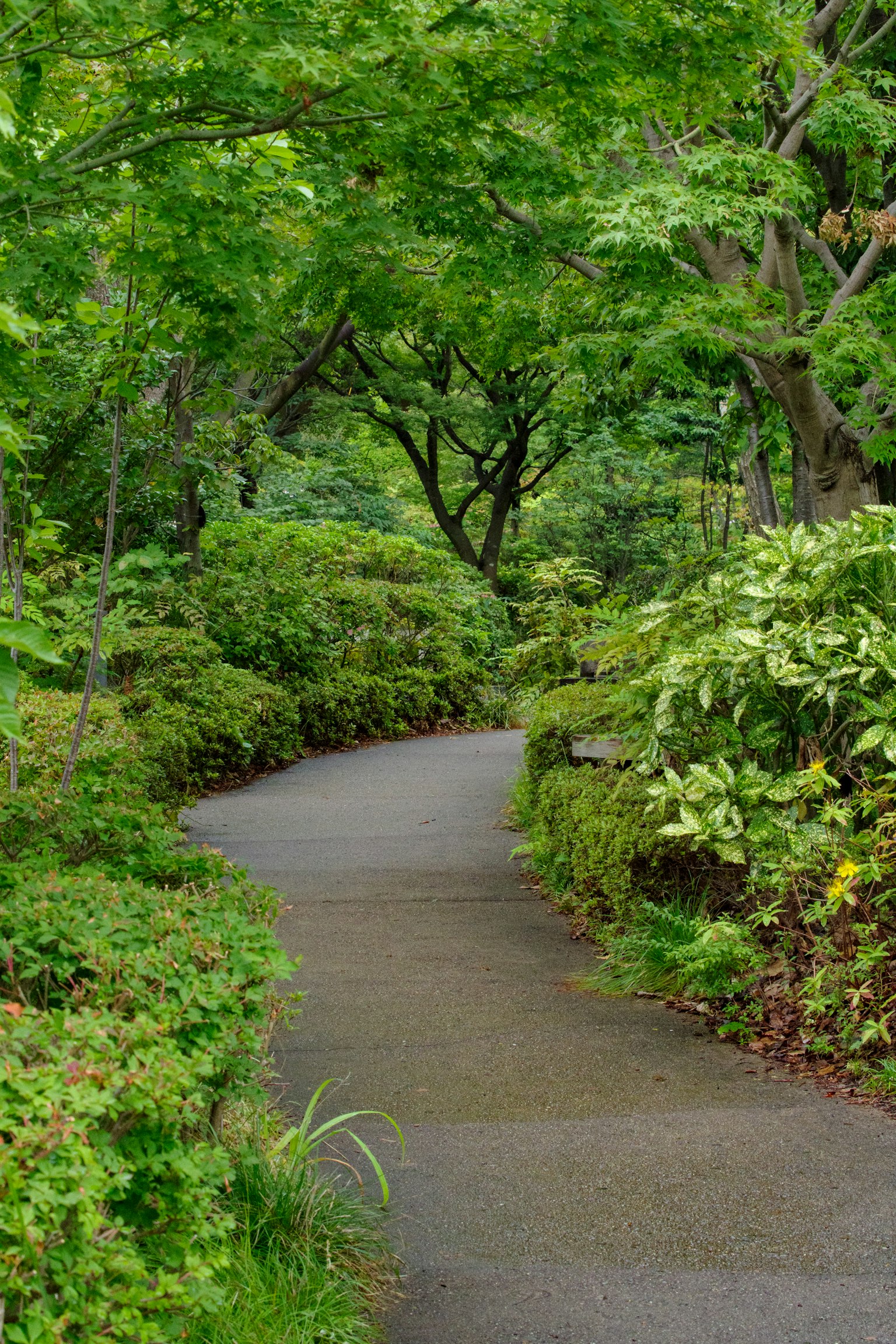 一條蜿蜒的小徑穿過郁郁蔥蔥的公園