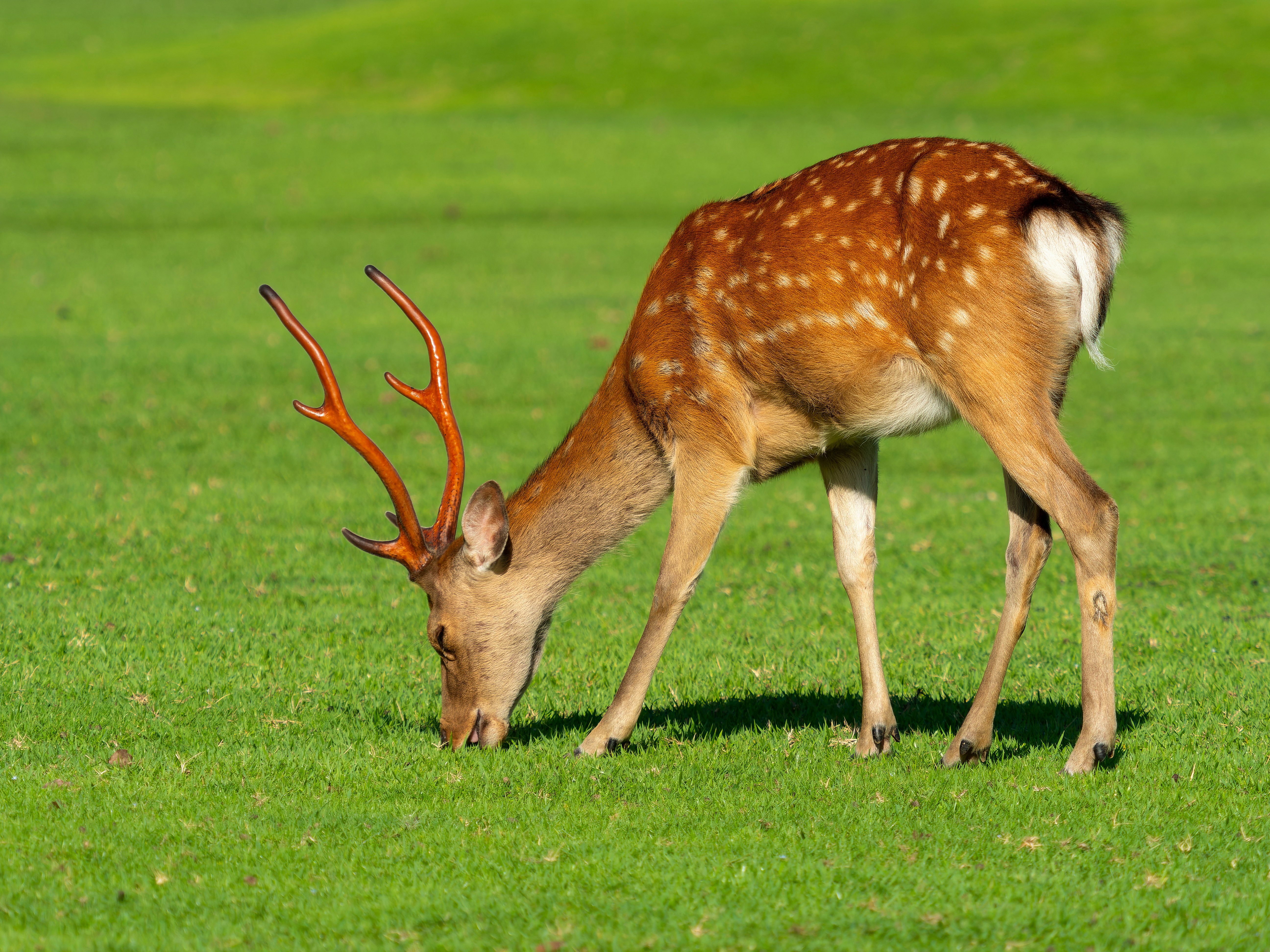 芝生の上で角を生やした雄鹿が草を食べる奈良公園の春日野園地の風景