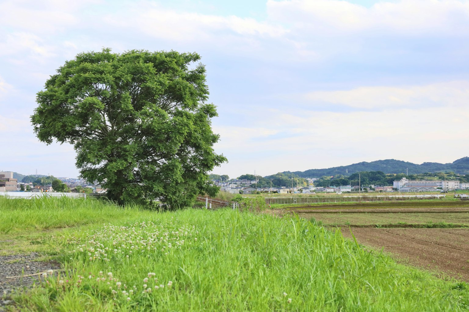 Ein großer Baum steht auf üppigem Gras mit einer ländlichen Landschaft