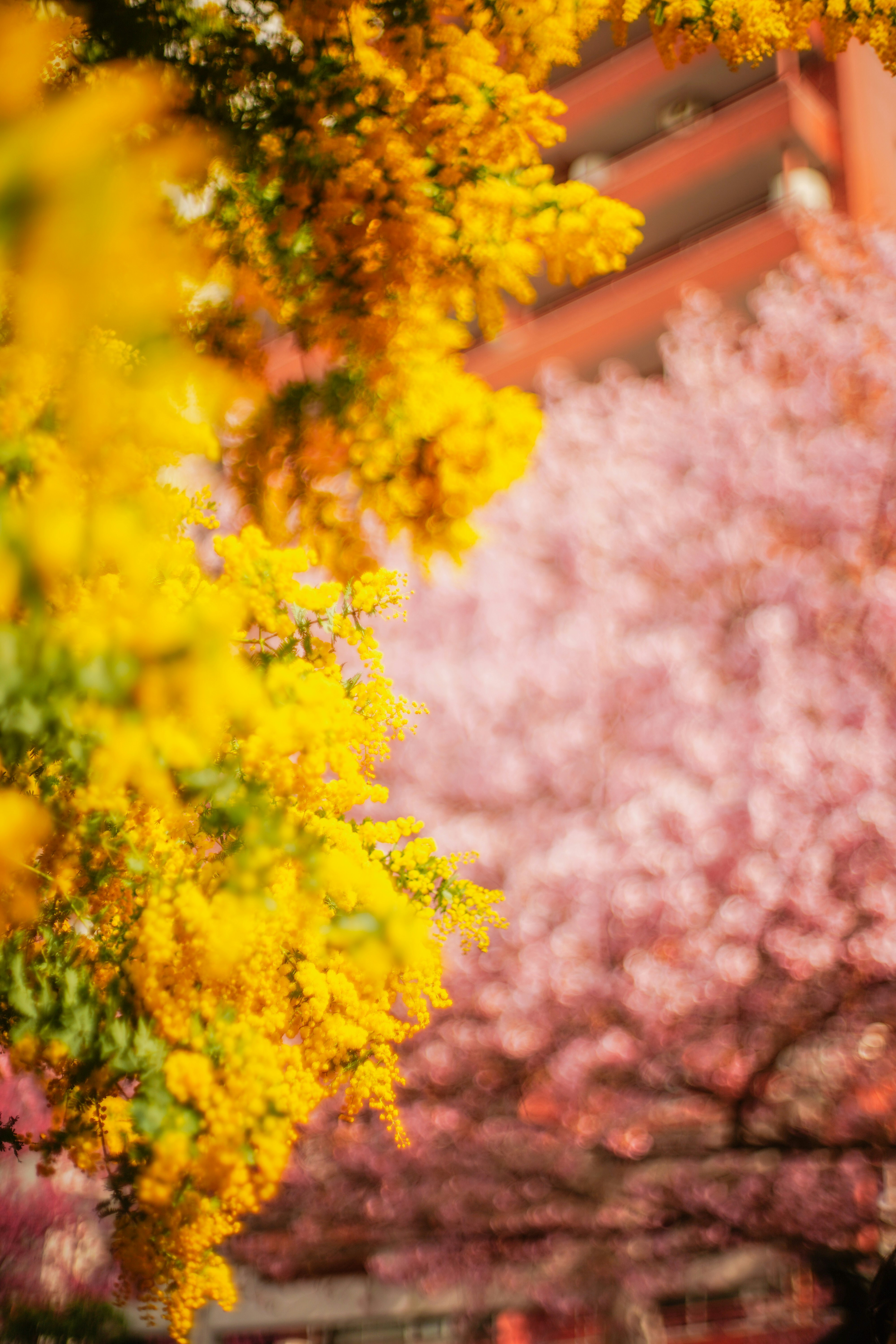 ดอกไม้สีเหลืองและสีชมพูในแปลงดอกไม้ในสวน