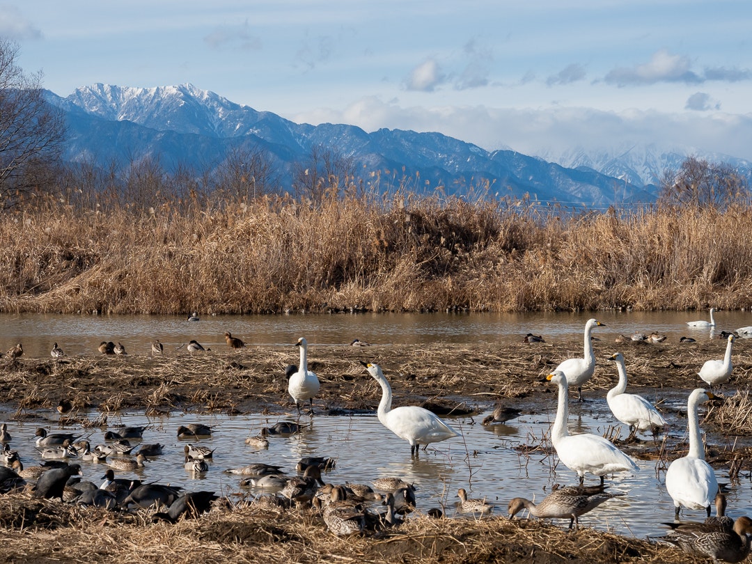 湖畔の白鳥と水鳥が群れる冬の風景